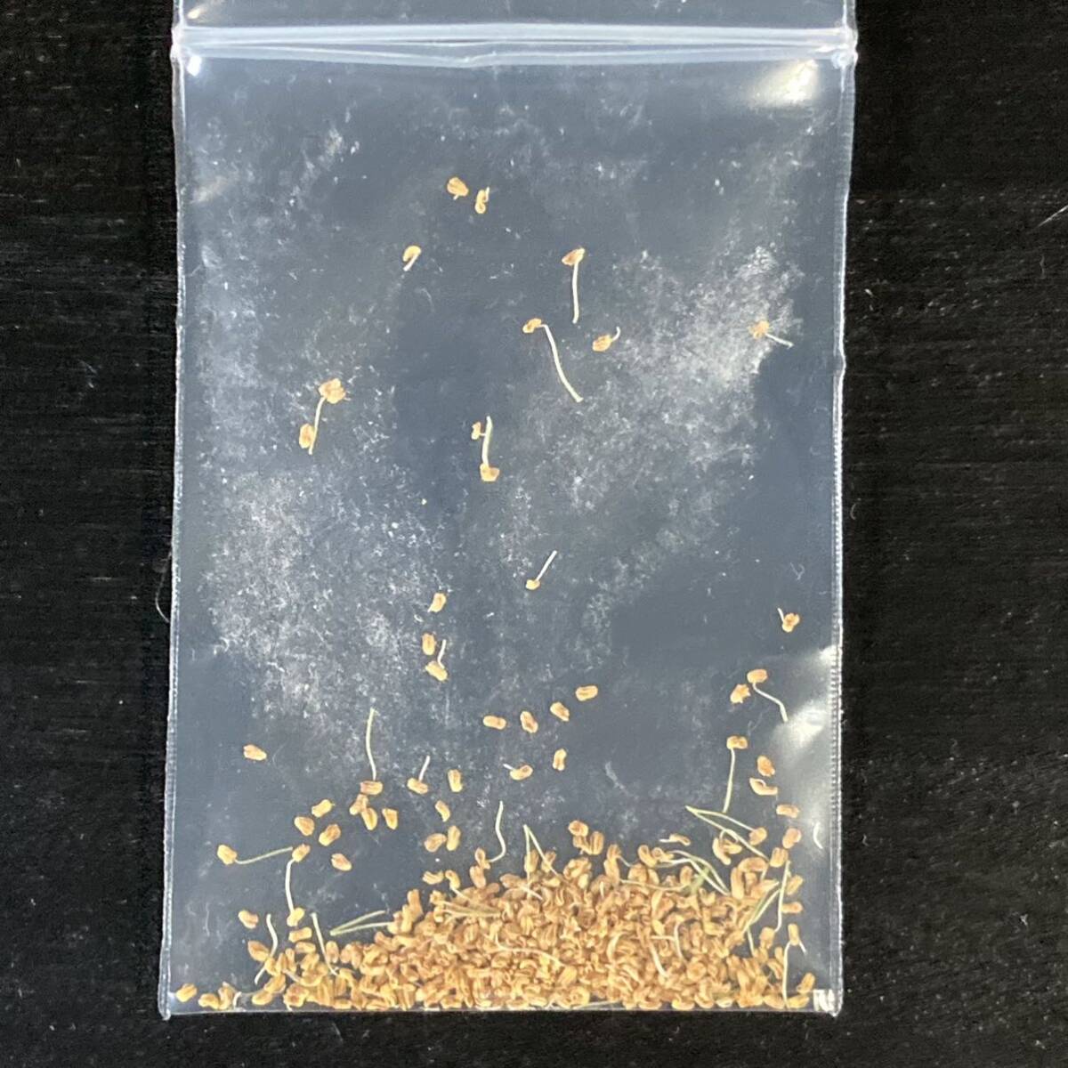 キウイの花粉(2023年採取冷凍庫保管品)_画像1