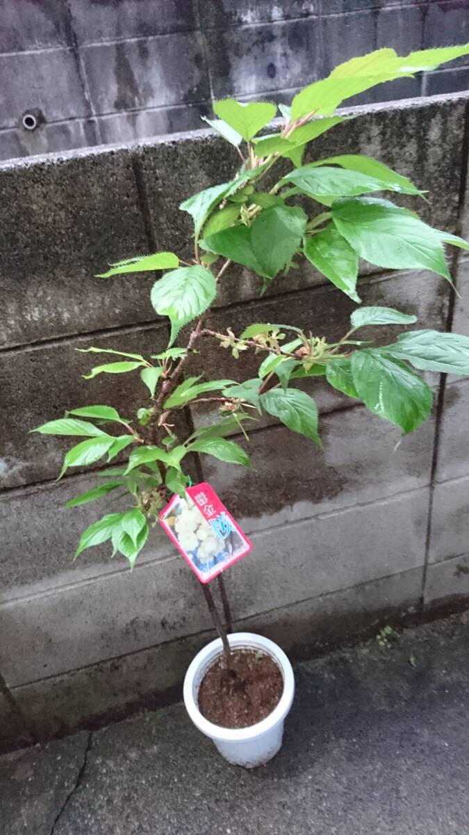 珍しい黄緑色を帯びた桜【鬱金桜】の画像4