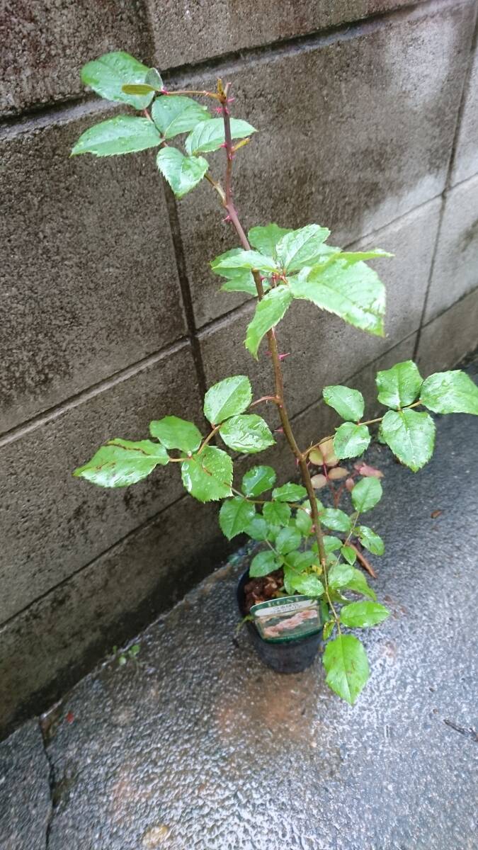 淡い銅色を帯びたオレンジイエロー花弁【（つる）ジュリア】_出品する苗