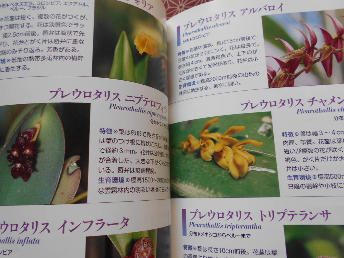 * мир. орхидея 380- тайна . цветок,... цветок . большой набор! (... . лучший BOOKS). глициния черепаха три ( работа )* Ran нравится . person а Вы как?. садоводство 