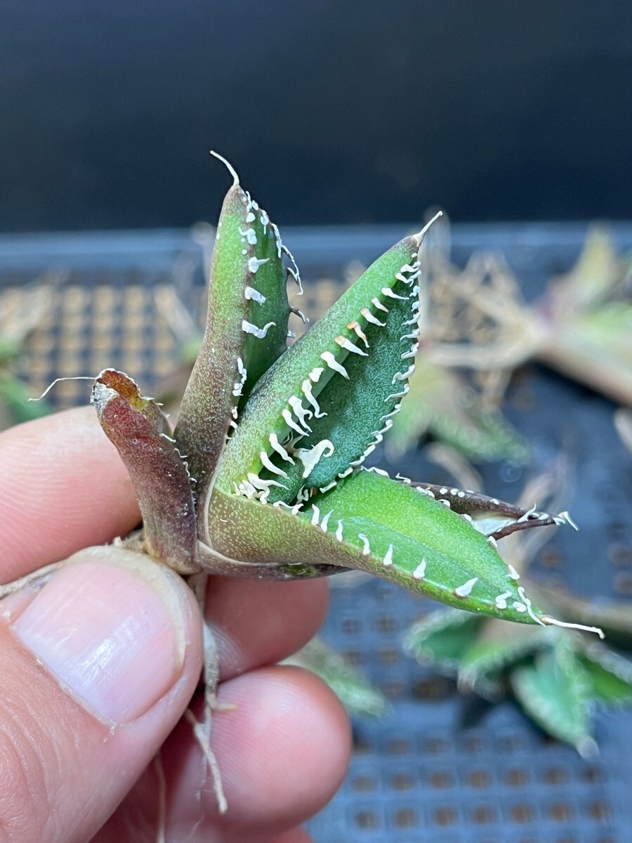 No:186 多肉植物アガベ チタノタ　南アフリカダイヤモンド agave titanota South Africa Diamond SAD 15株同_画像10