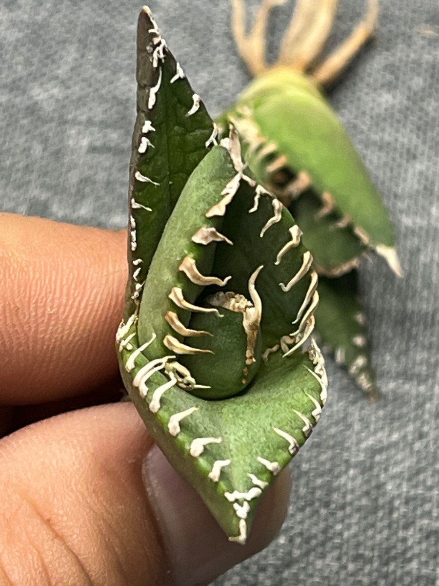 No:301多肉植物アガベ チタノタ 南アフリカダイヤモンド agave titanota South Africa Diamond SAD 3株の画像3