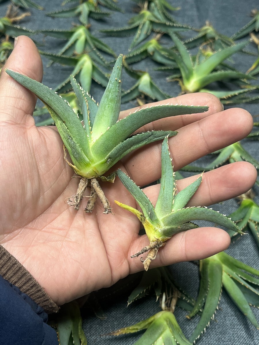 No:123多肉植物アガベ チタノタ 帝君 agave emperor 極上強棘 狂刺 背棘 激レア高級品種 精選中小株 50株の画像4