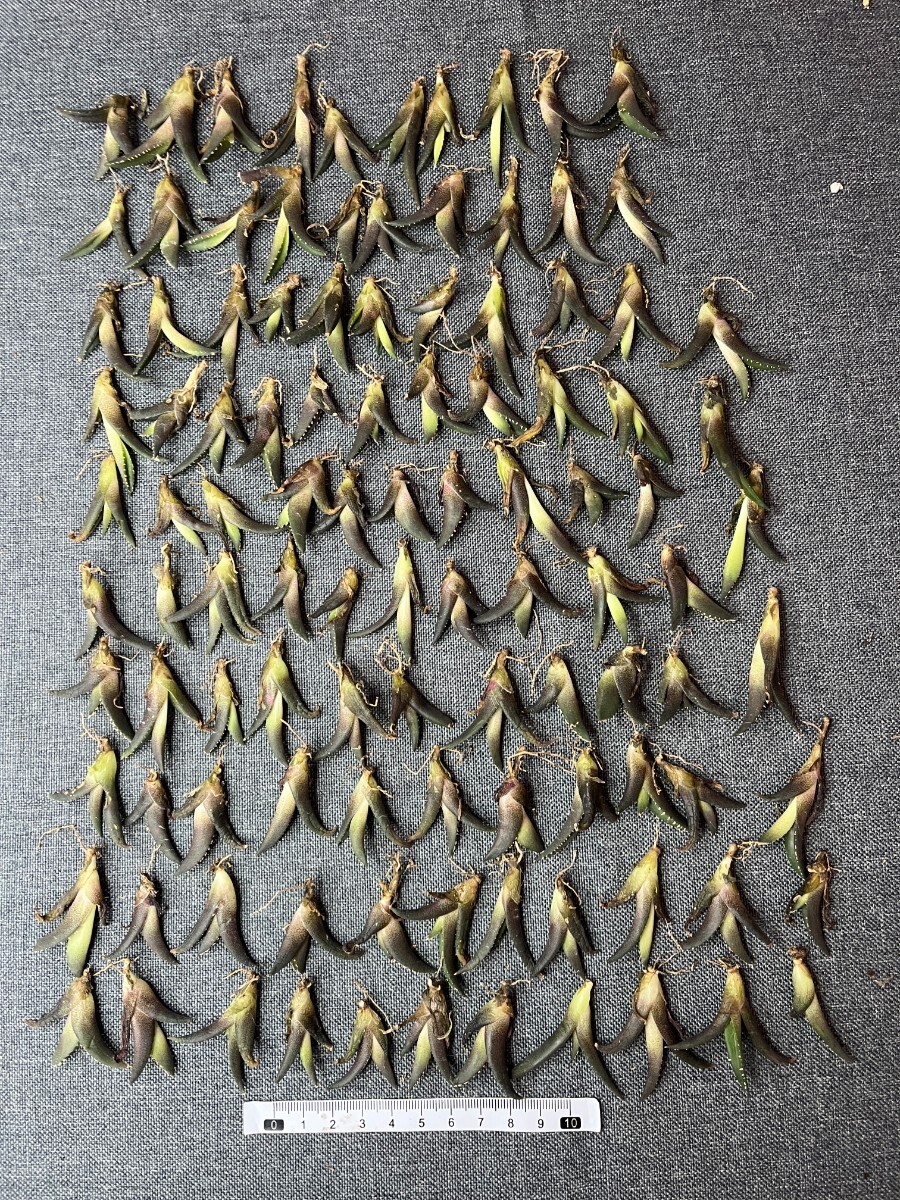 No:288多肉植物アガベ チタノタ 海王 agave titanota seaking 小株 100株の画像1