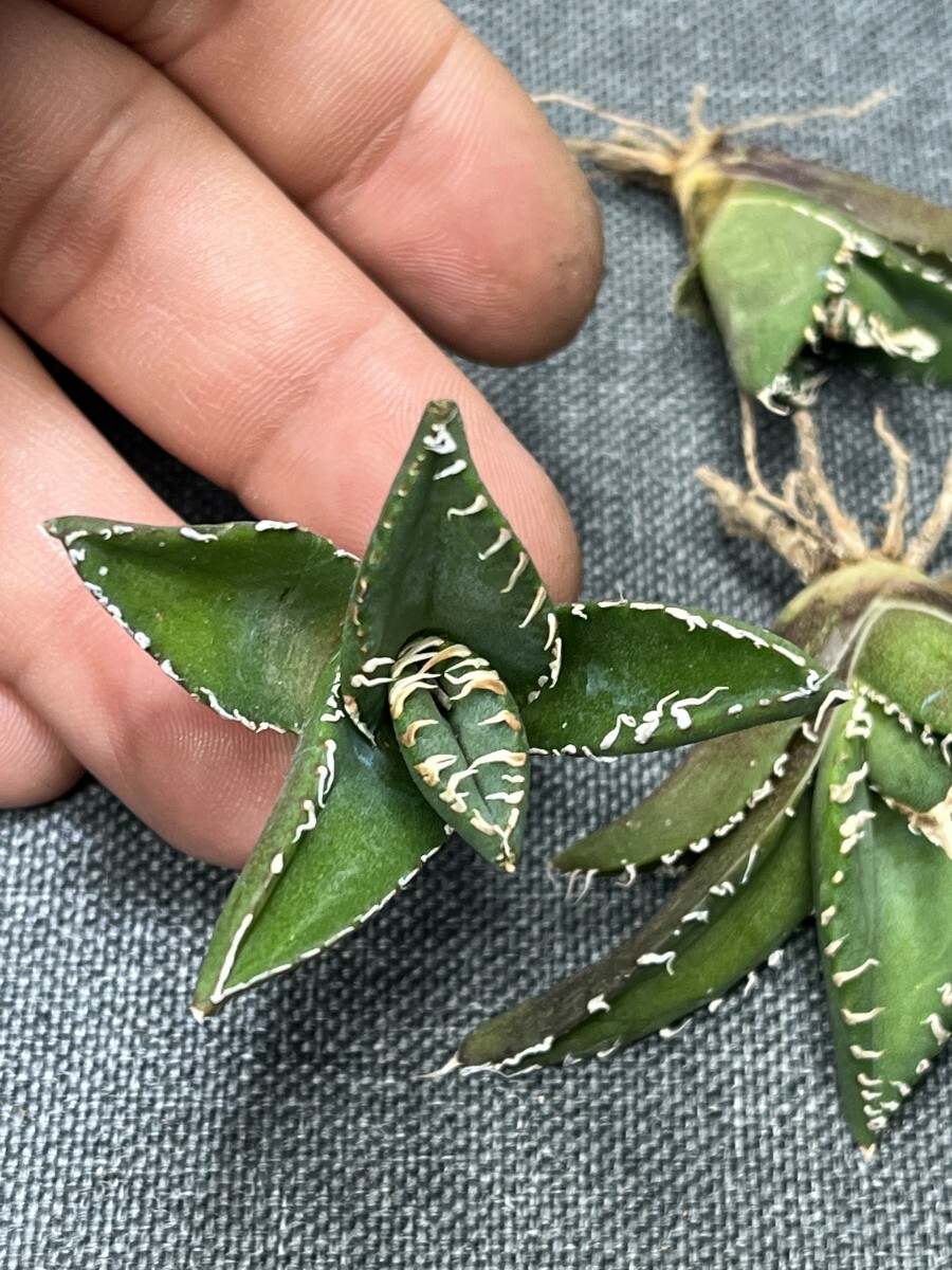 No:234多肉植物アガベ チタノタ 南アフリカダイヤモンド agave titanota South Africa Diamond SAD 10株の画像9