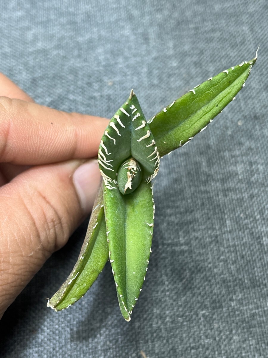 No:235多肉植物アガベ チタノタ 南アフリカダイヤモンド agave titanota South Africa Diamond SAD 5株の画像4