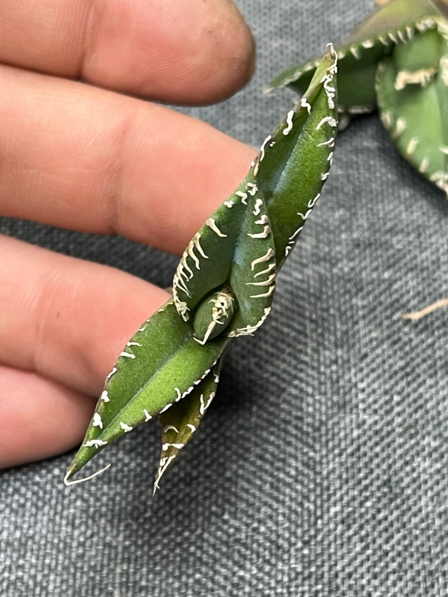 No:237多肉植物アガベ チタノタ 南アフリカダイヤモンド agave titanota South Africa Diamond SAD 10株の画像8