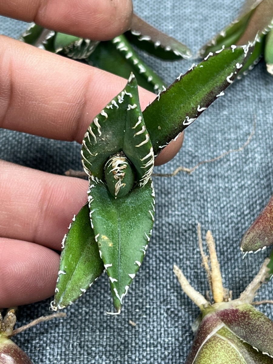 No:241多肉植物アガベ チタノタ 南アフリカダイヤモンド agave titanota South Africa Diamond SAD 15株の画像10