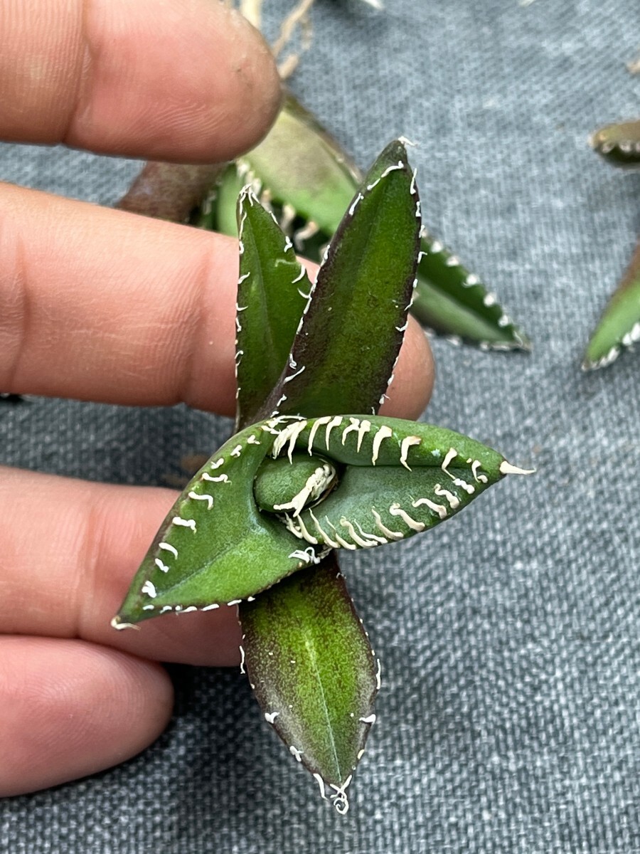 No:241多肉植物アガベ チタノタ 南アフリカダイヤモンド agave titanota South Africa Diamond SAD 15株の画像9