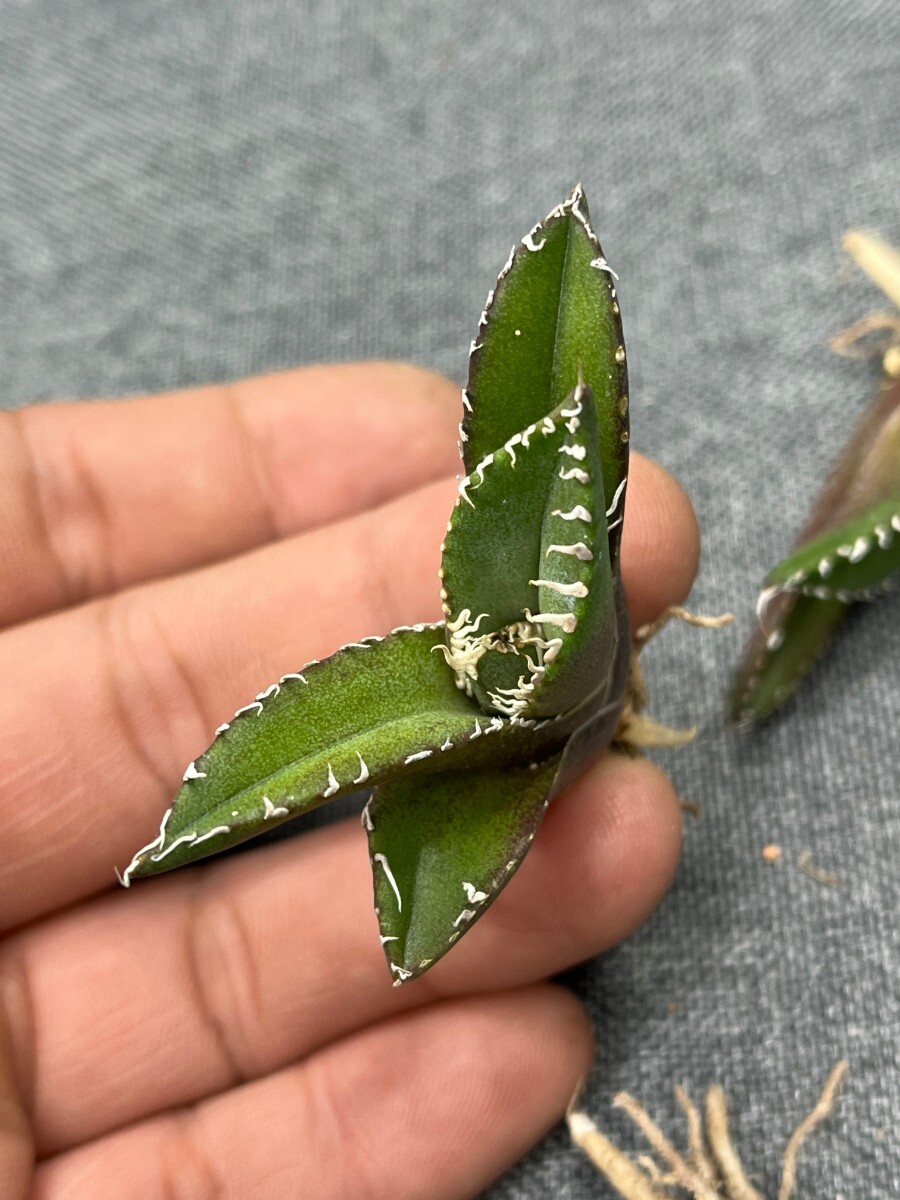 No:242多肉植物アガベ チタノタ 南アフリカダイヤモンド agave titanota South Africa Diamond SAD 5株の画像7