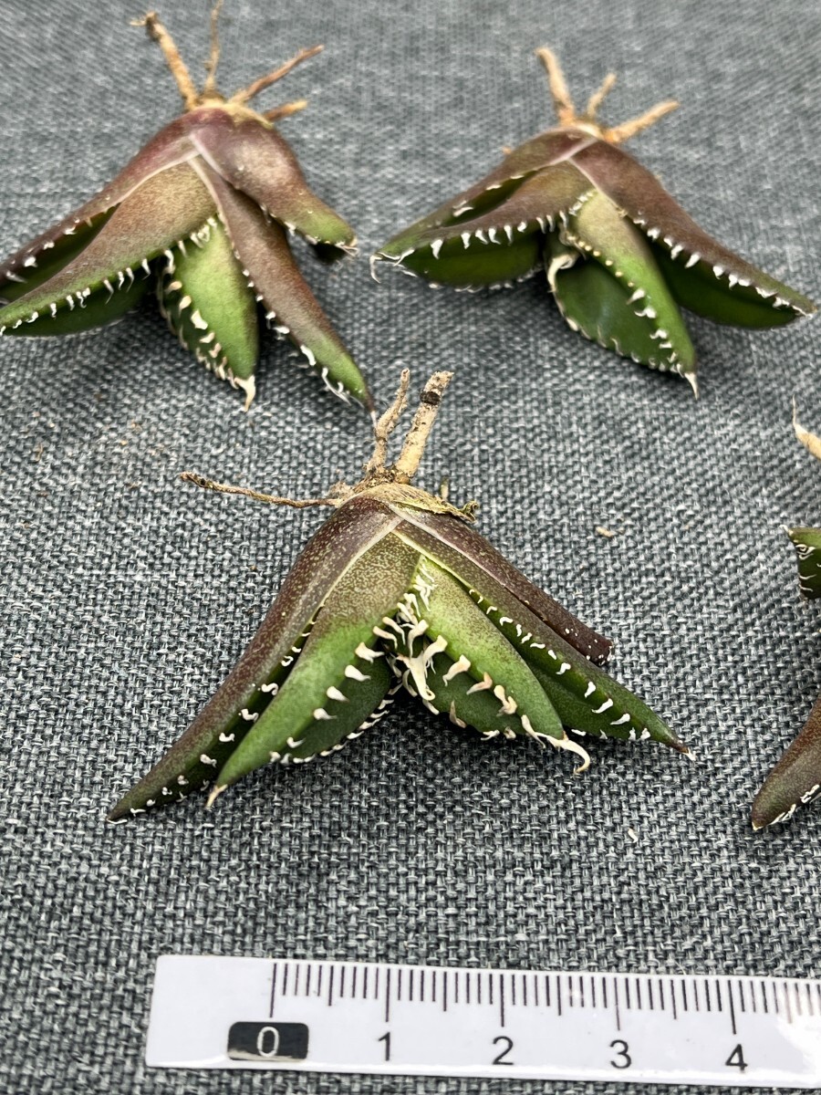 No:242多肉植物アガベ チタノタ 南アフリカダイヤモンド agave titanota South Africa Diamond SAD 5株の画像2