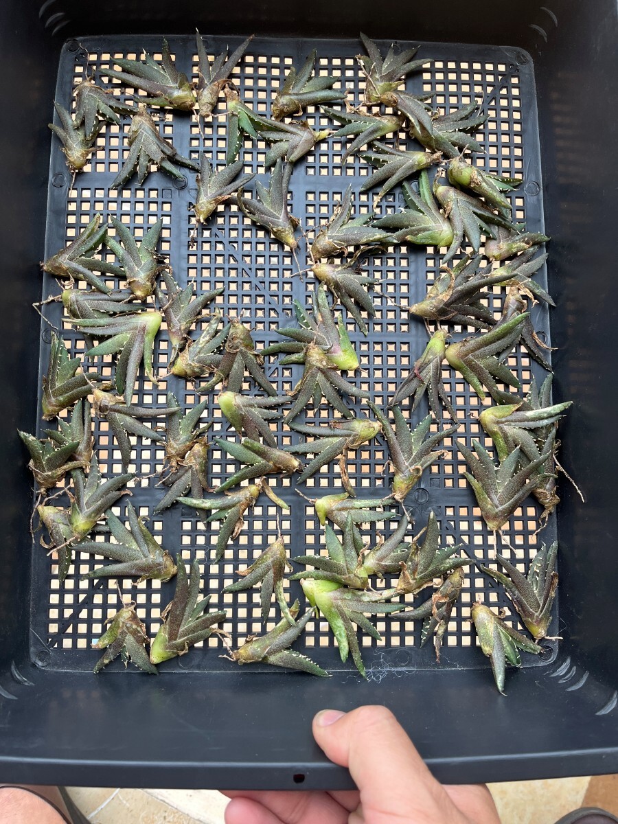 No:364多肉植物 アガベ チタノタ 雪峰 鬼爪 子株 agave titanota snow peak！60株の画像1