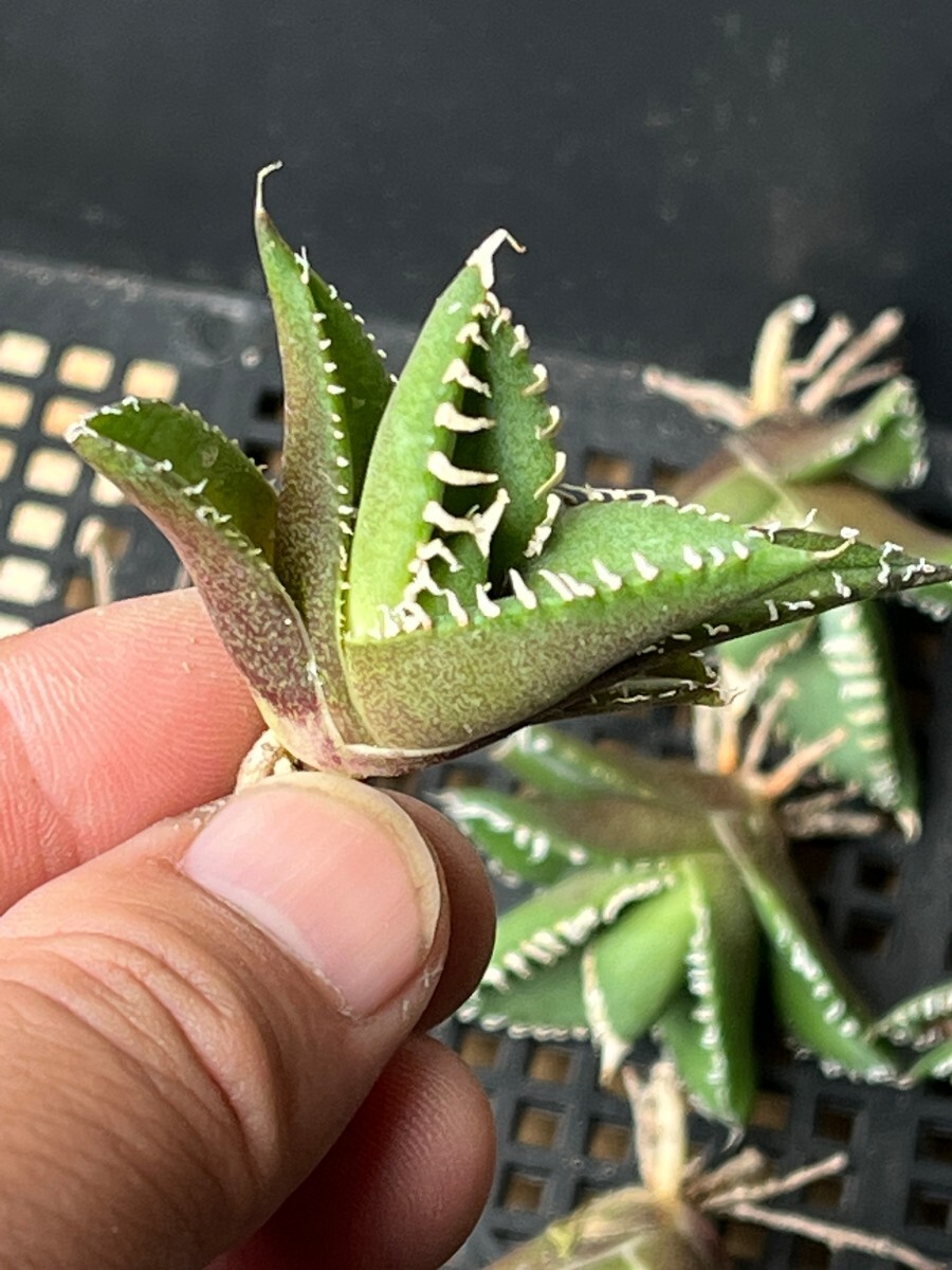 No:322多肉植物アガベ チタノタ 南アフリカダイヤモンド agave titanota South Africa Diamond SAD 15株の画像6