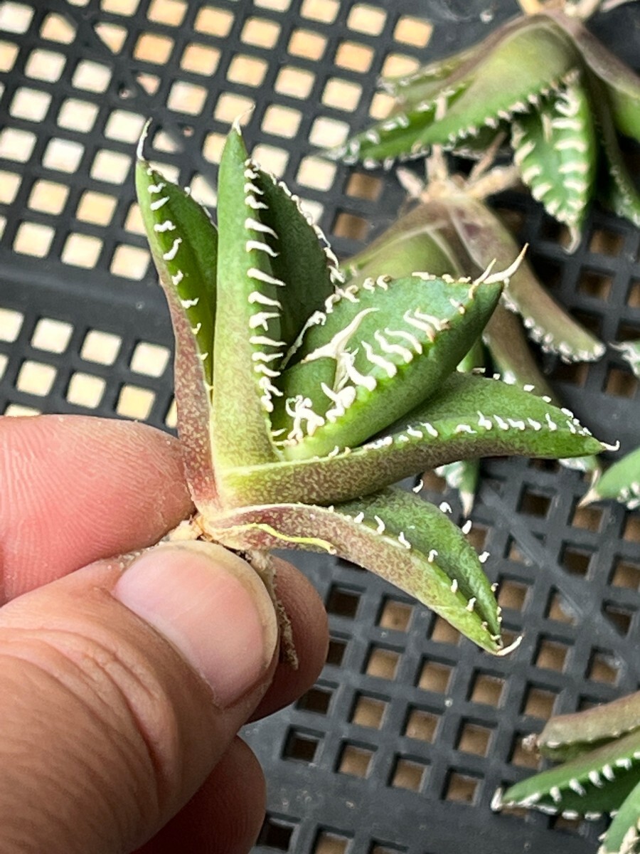 No:322多肉植物アガベ チタノタ 南アフリカダイヤモンド agave titanota South Africa Diamond SAD 15株の画像5