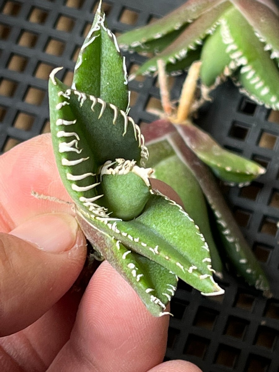 No:324多肉植物アガベ チタノタ 南アフリカダイヤモンド agave titanota South Africa Diamond SAD 15株の画像4