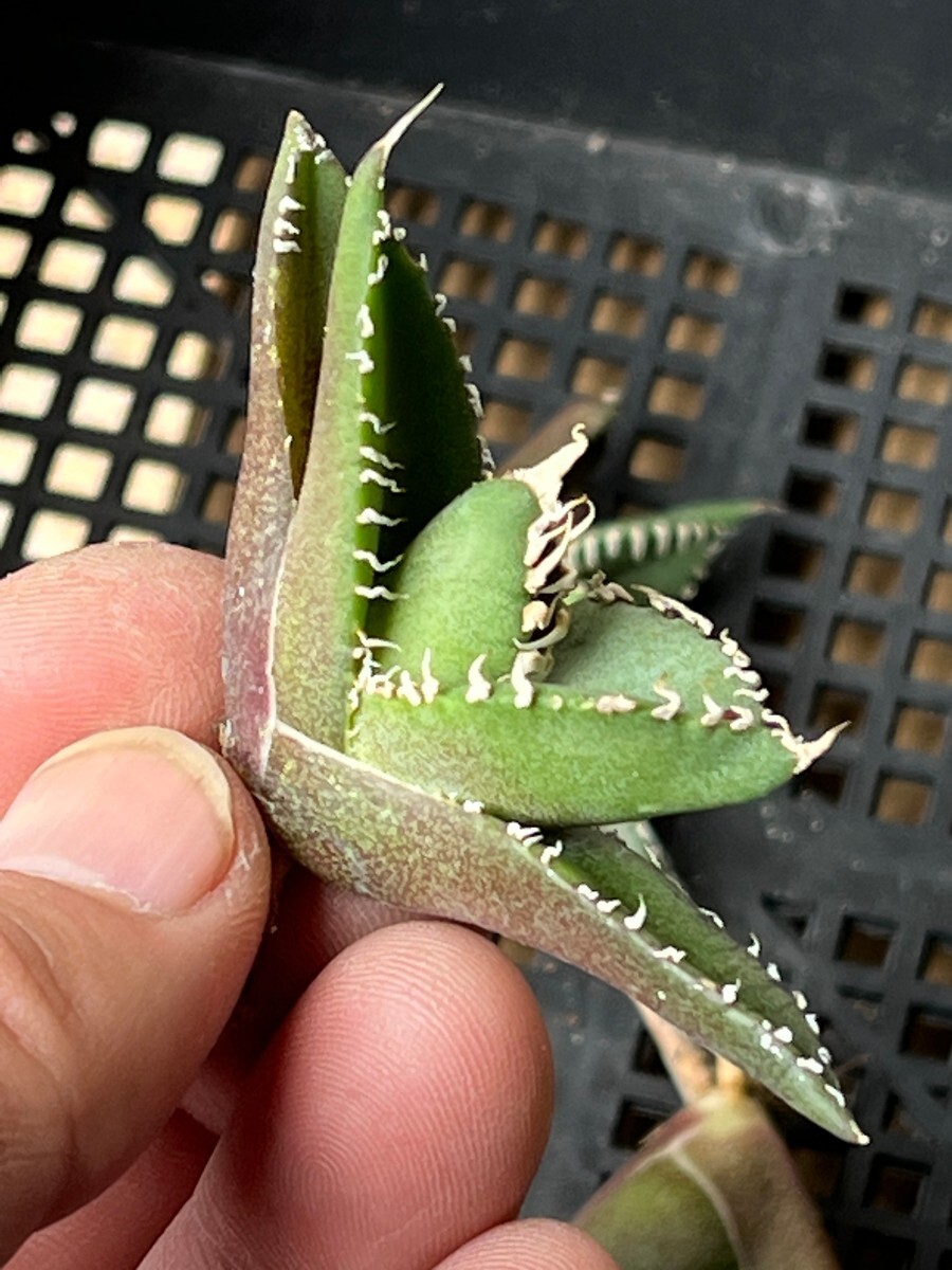 No:327多肉植物アガベ チタノタ 南アフリカダイヤモンド agave titanota South Africa Diamond SAD 10株の画像5