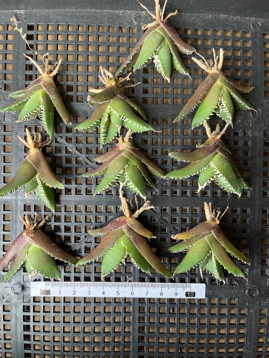 No:327多肉植物アガベ チタノタ 南アフリカダイヤモンド agave titanota South Africa Diamond SAD 10株の画像1