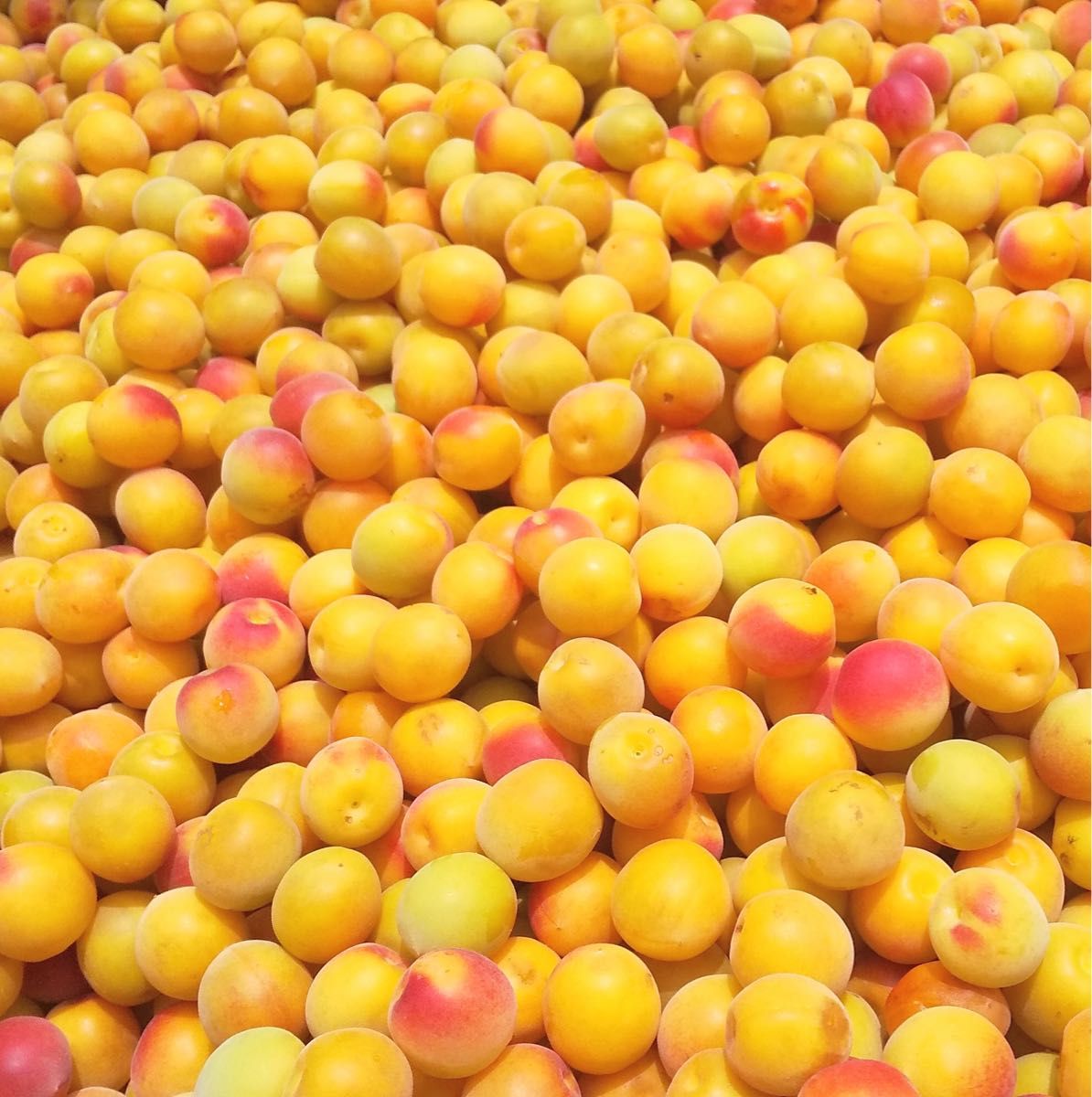紀州南高梅 はちみつ梅 800g 塩分3% 完熟梅