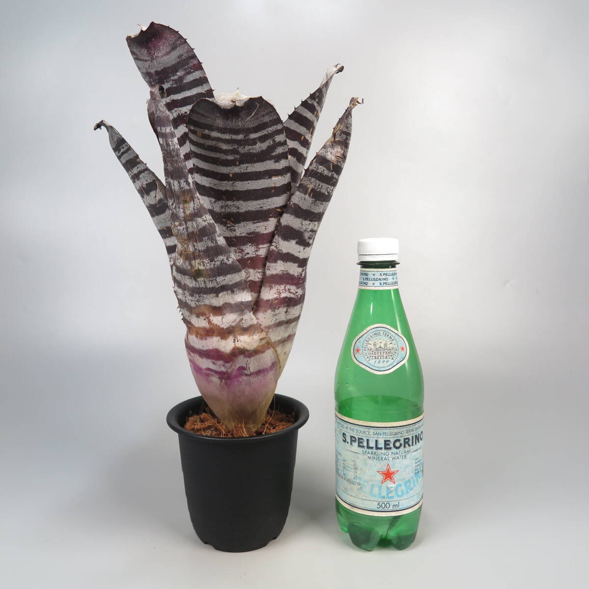 2. エクメア ☆ Aechmea chantinii Black Ice seedling ★ タンクブロメリアの画像6