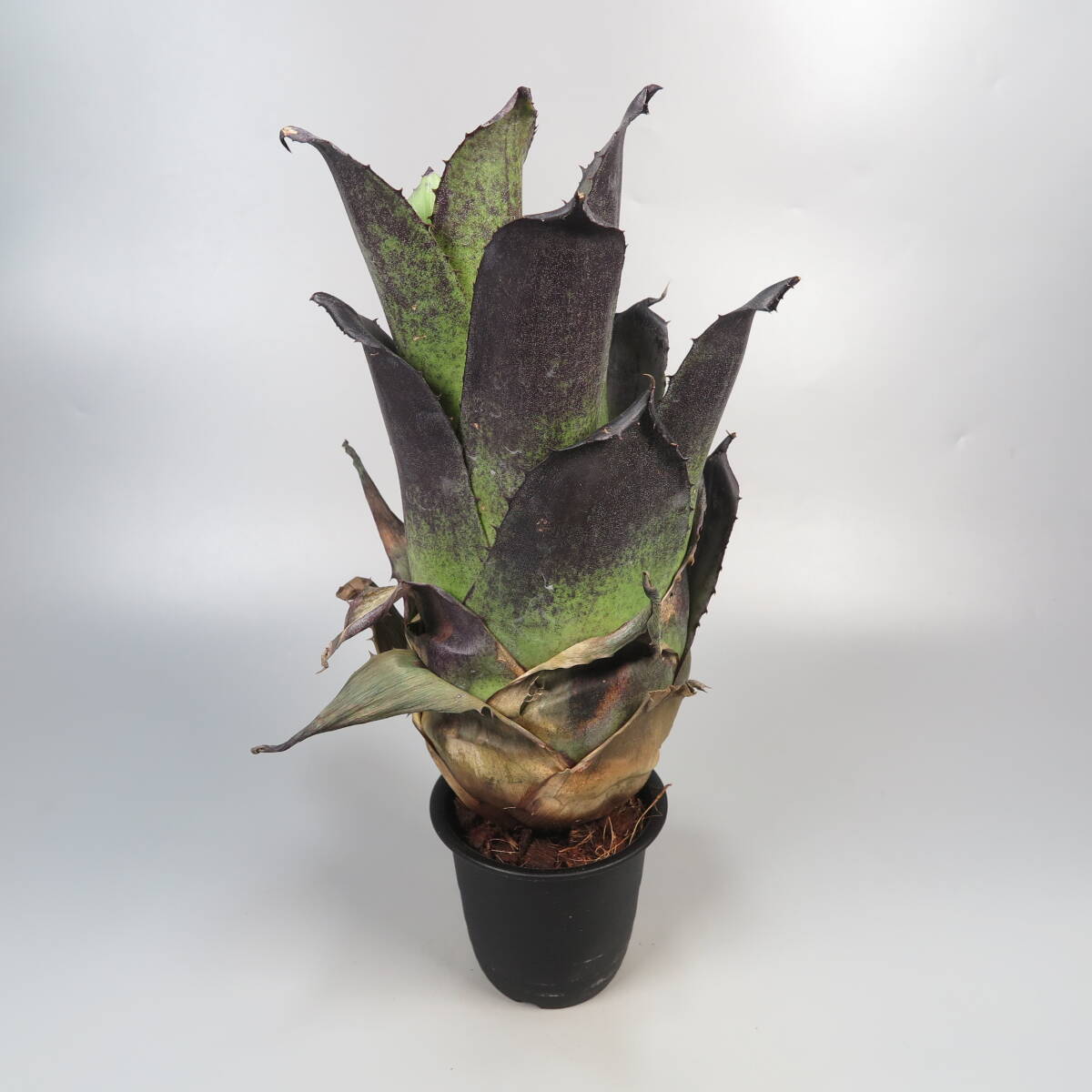 1. ホヘンベルギア ☆ Hohenbergia leopoldo-horstii Black form ★ 大株 ☆ タンクブロメリアの画像3