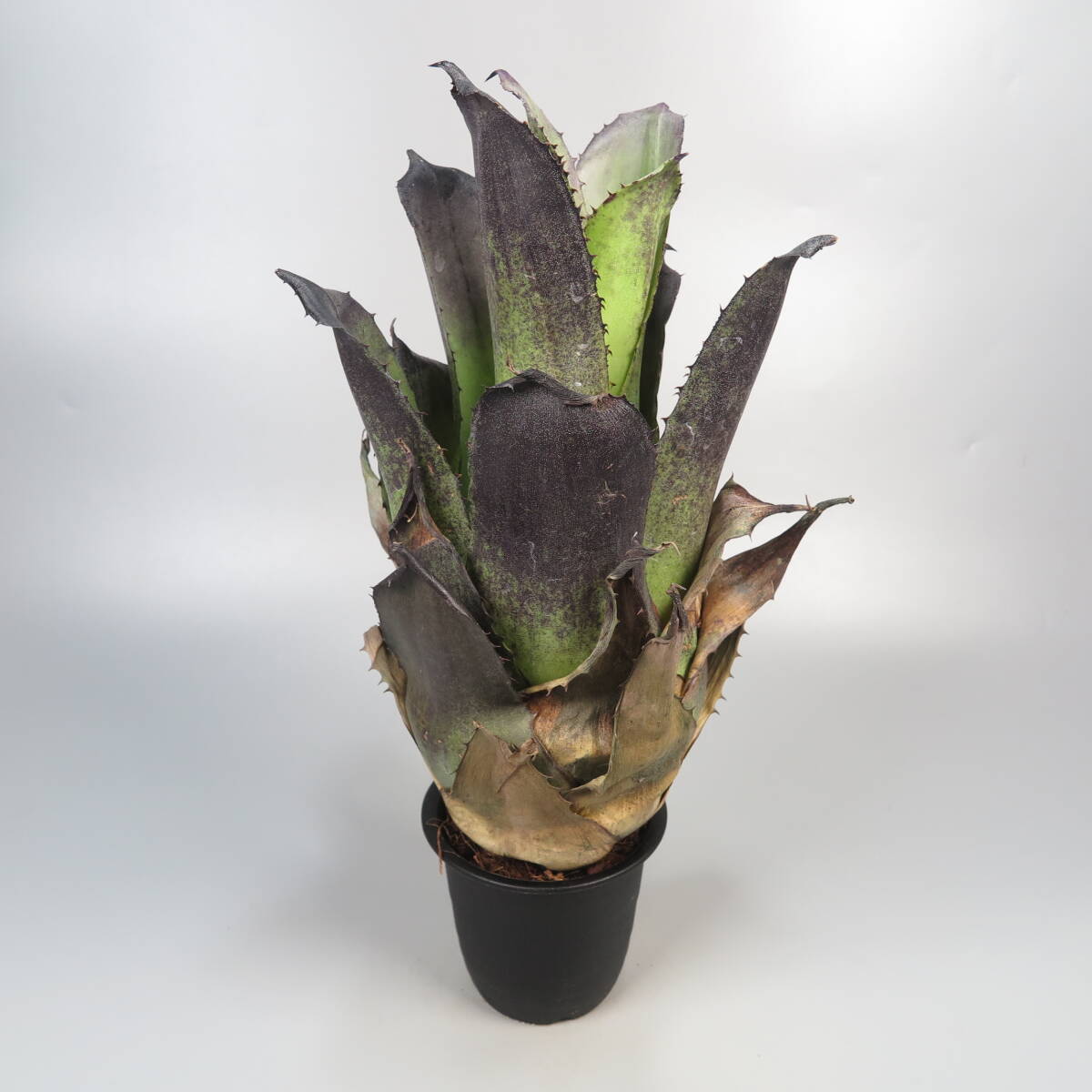 1. ホヘンベルギア ☆ Hohenbergia leopoldo-horstii Black form ★ 大株 ☆ タンクブロメリアの画像5