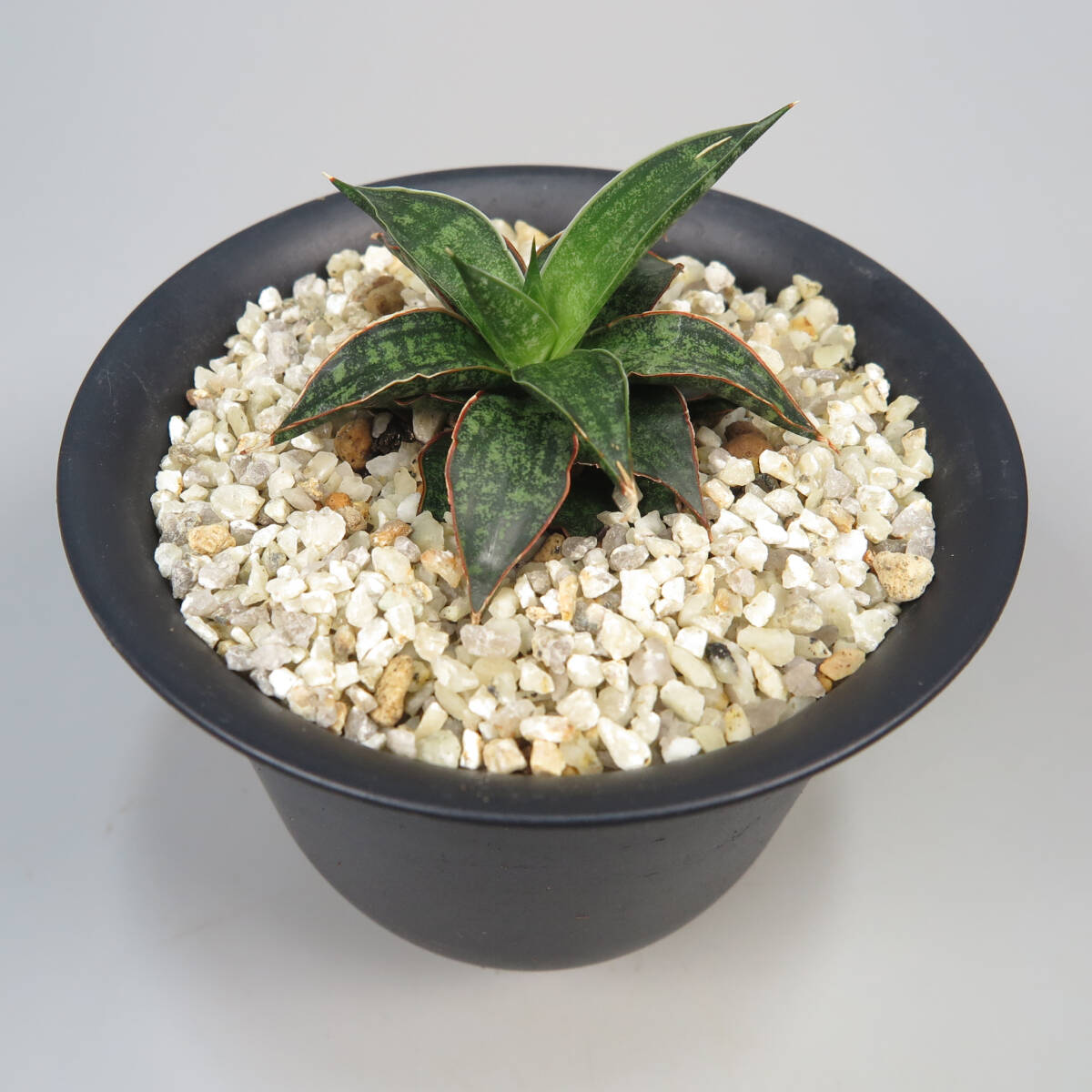Yahoo!オークション - サンセベリア Sansevieria Ursula Yahoo!オークション - サンセベリア Sansevieria Ursula