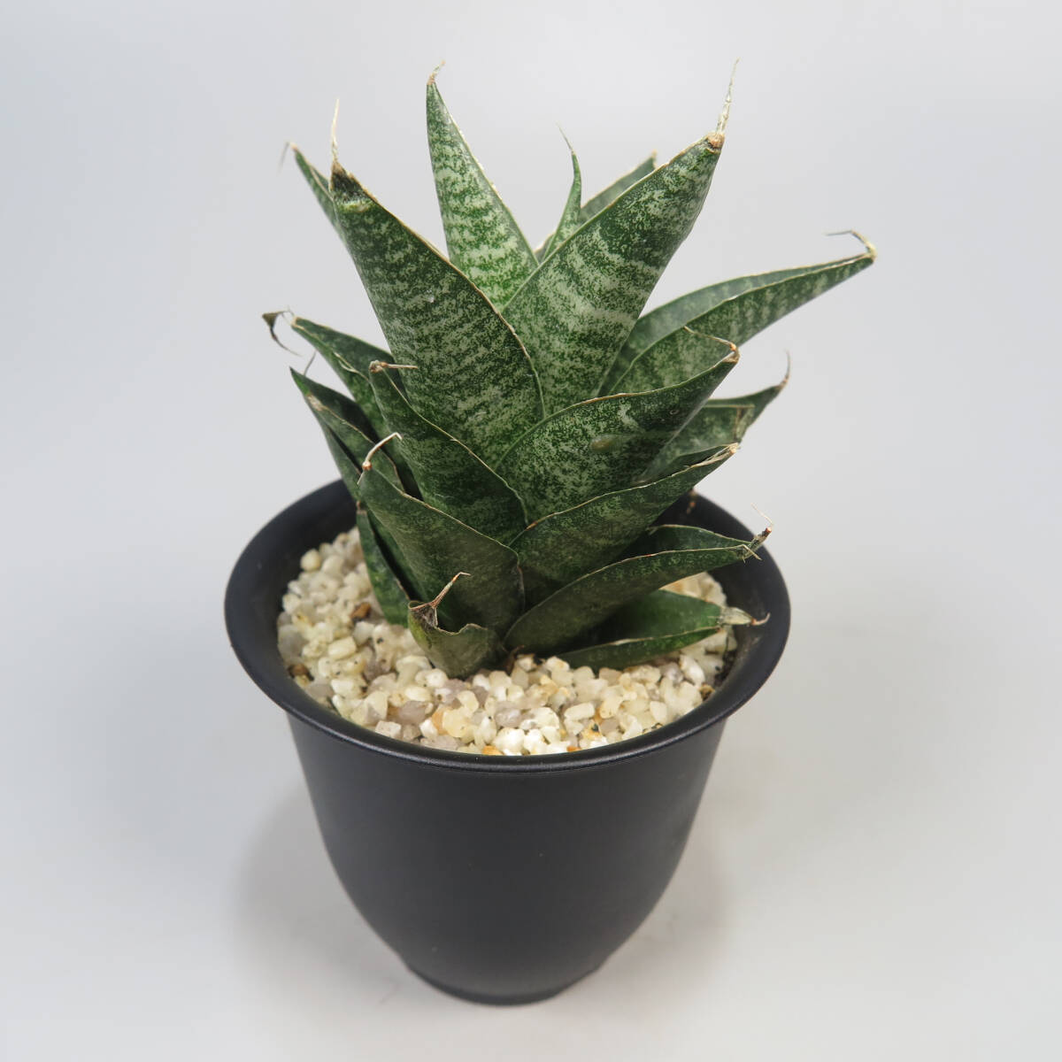 2. サンセベリア ☆ Sansevieria Black Castle ★ サンスベリア_画像3