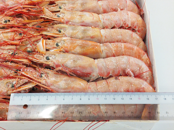  red ..2kg 40-60 tail L-2 red shrimp red sea ..... red shrimp .. shrimp sea .. sashimi . sushi BBQ barbecue 