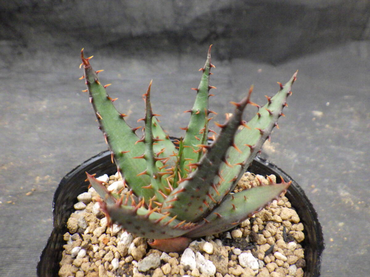 2　アロエ　ブローミー　Aloe broomii　3号ポリポット植え_画像1