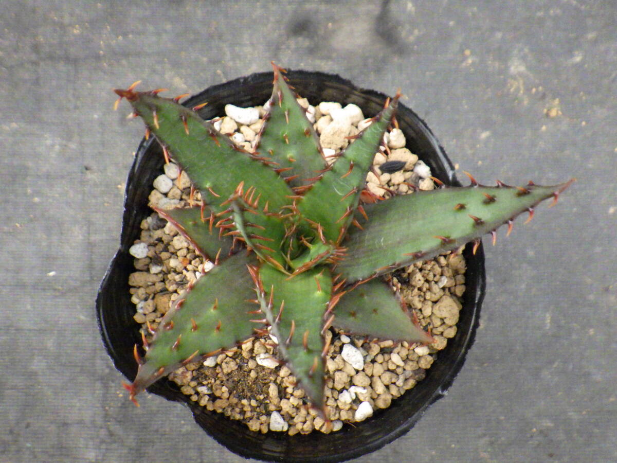 2　アロエ　ブローミー　Aloe broomii　3号ポリポット植え_画像3