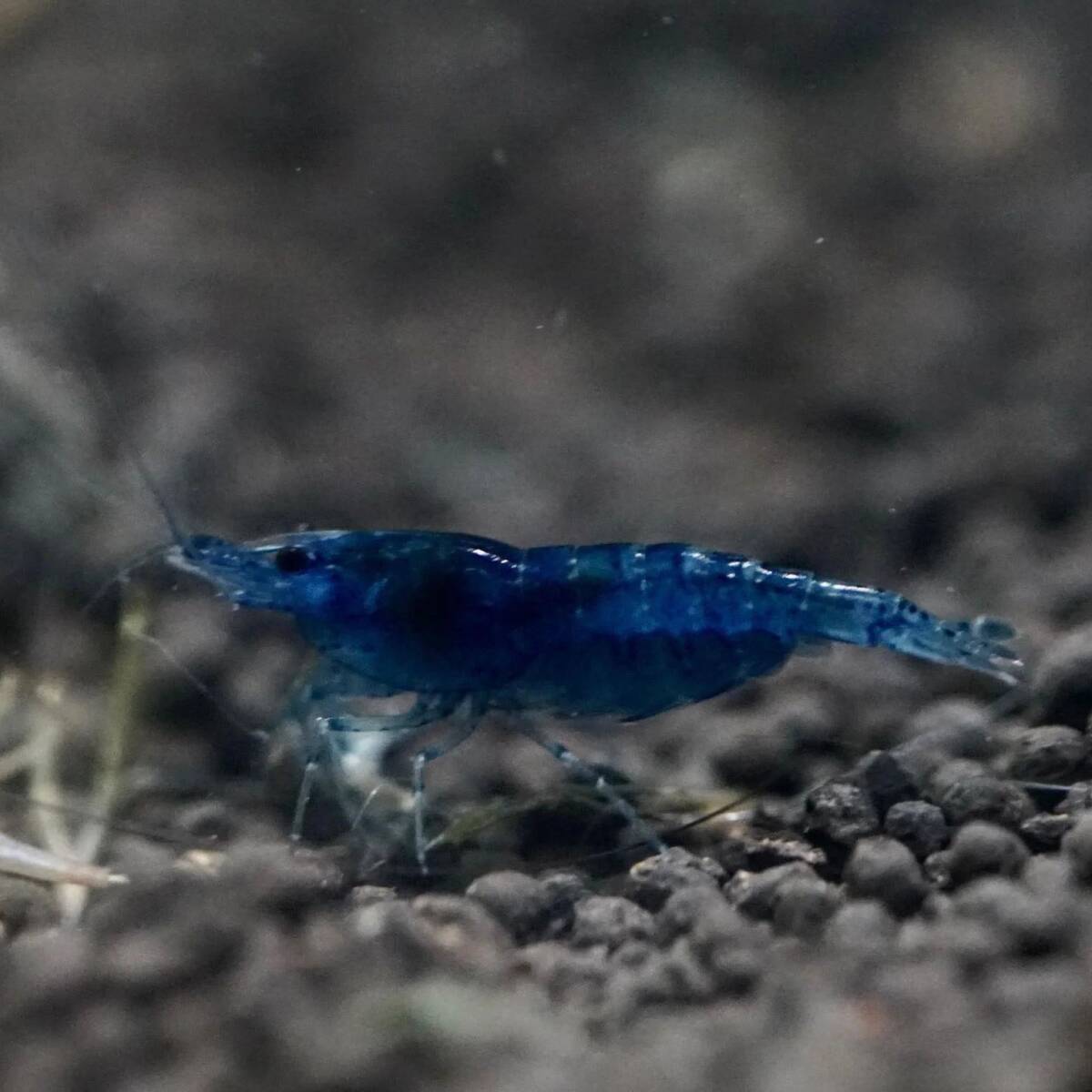 **. tail ..** dark blue Cherry shrimp 10 pcs 