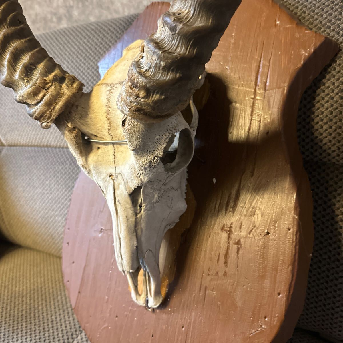  selling out tiba tag gazeru Impala head . angle specimen ornament Vintage deer. angle objet d'art interior 