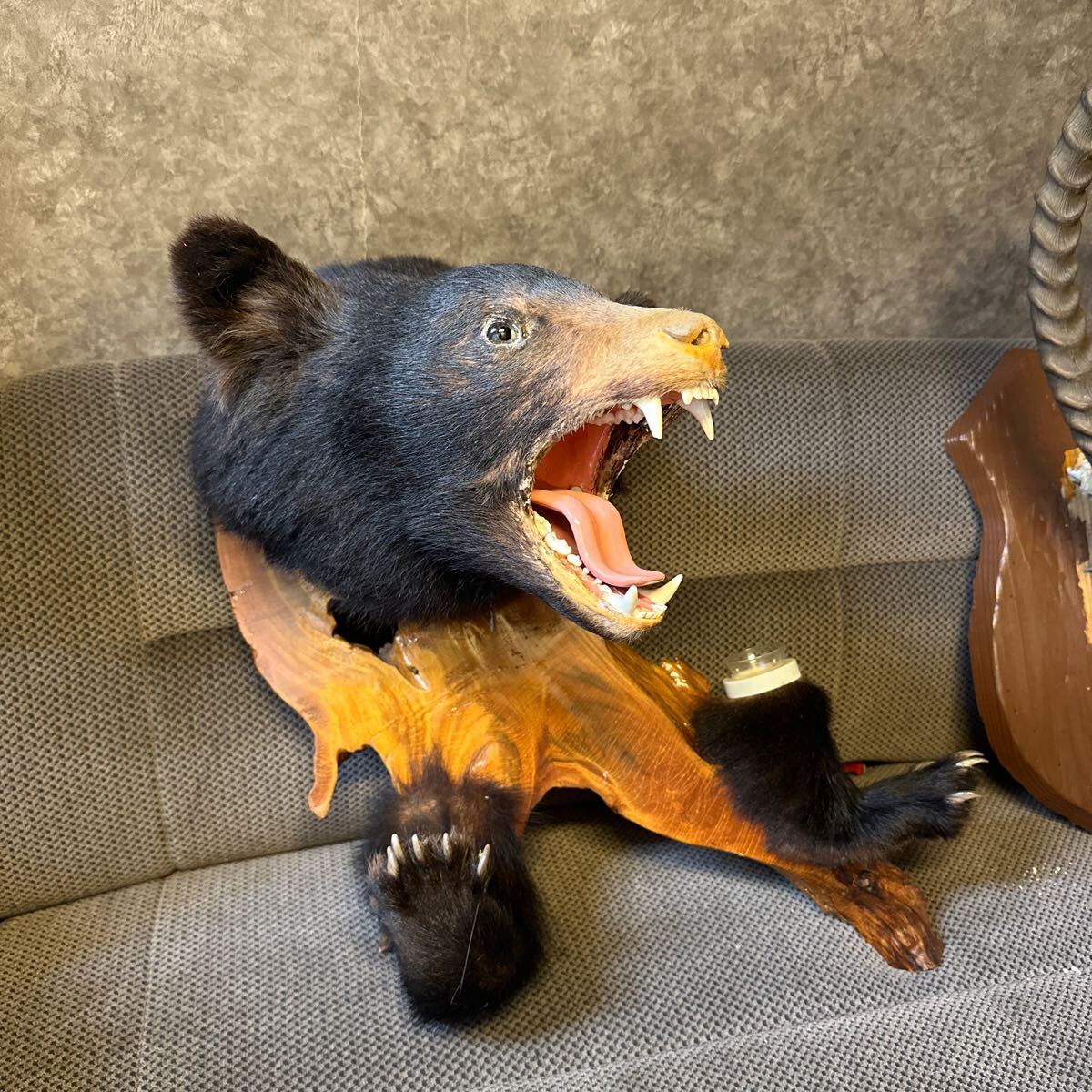  selling out exist nowagma peeling made bear interior specimen is . made 