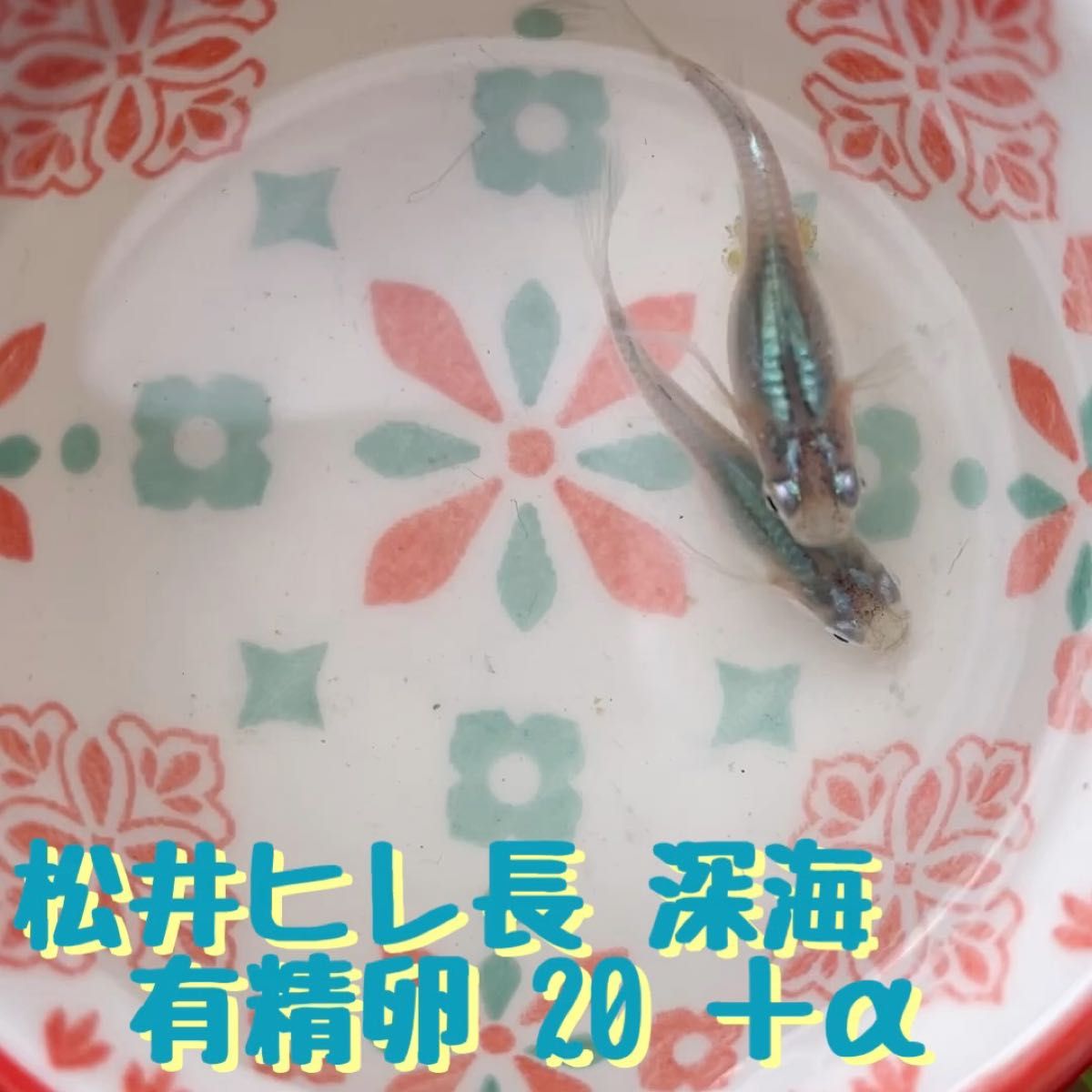 【有精卵20＋α】松井ヒレ長 深海【メダカ卵】