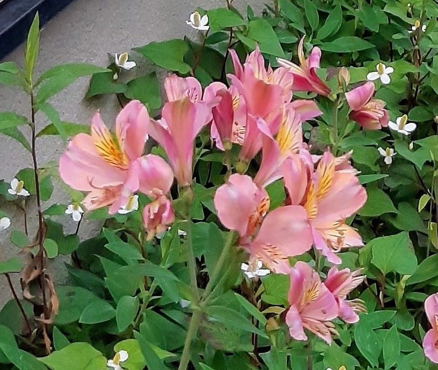 激安！アルストロメリア　球根　苗　大量　ガーデニング 春のガーデニング　ピンクの花
