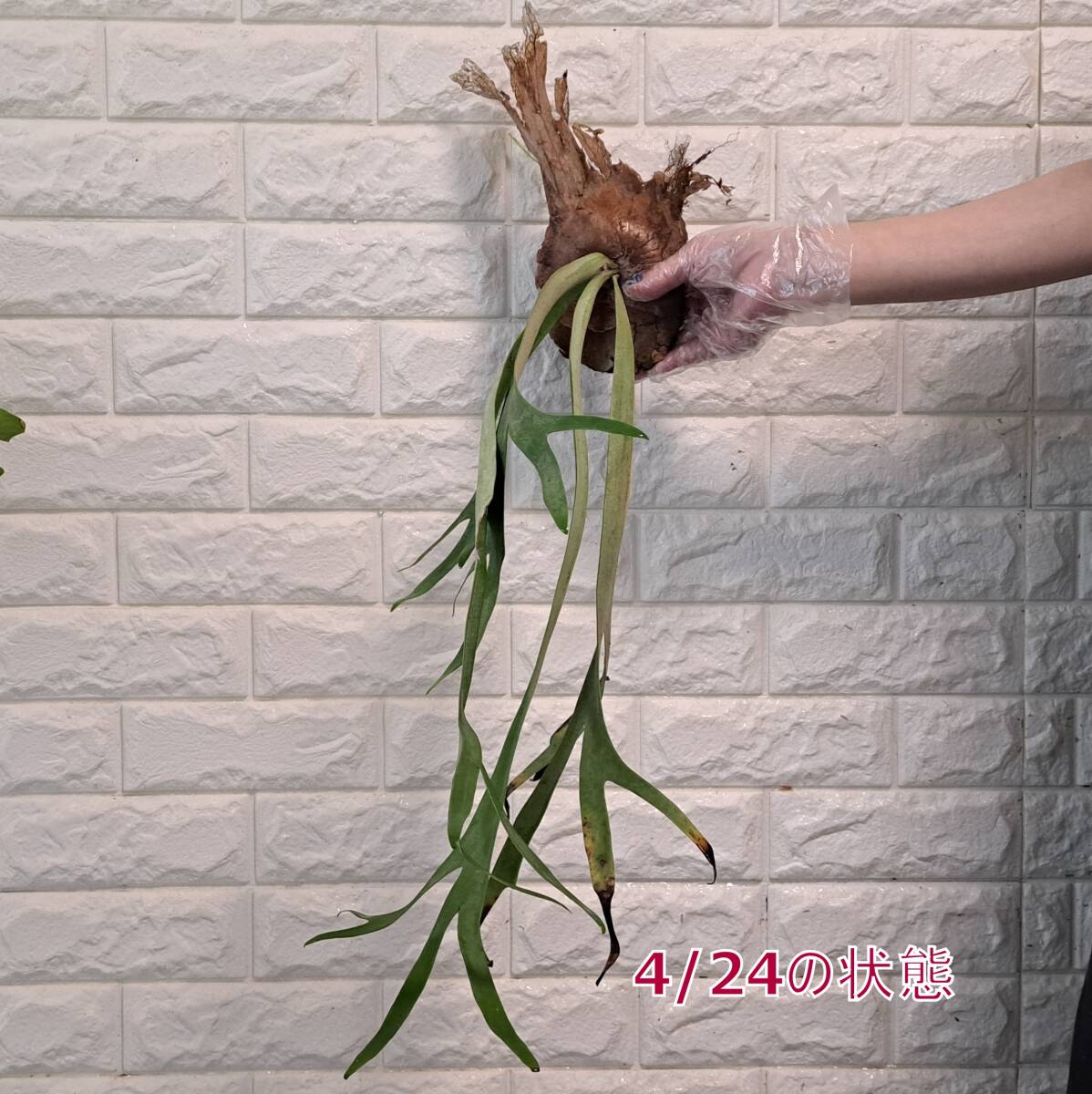 ☆4/5輸入☆52XL ビカクシダ 植物（大株+）☆Platycerium willinckii (プラティケリウム ウィリンキー)Mt Semeru wild/麋角羊歯_画像8