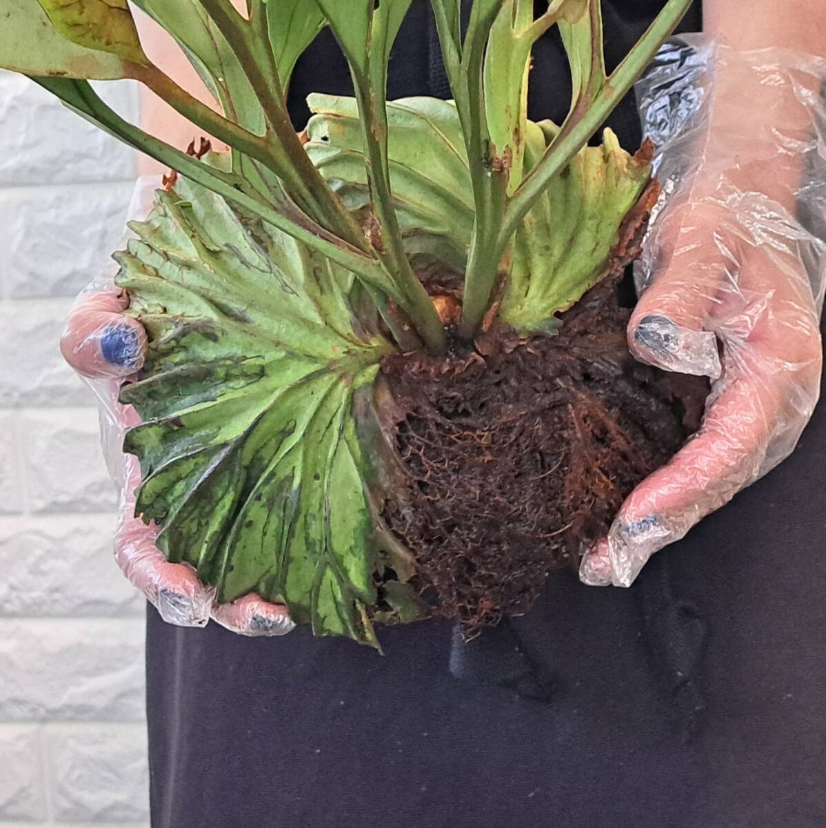 * import immediately after *131L staghorn fern plant *Platycerium ridleyi ( pra tikeliumlido Ray )Center Borneo Wild/. angle . tooth 