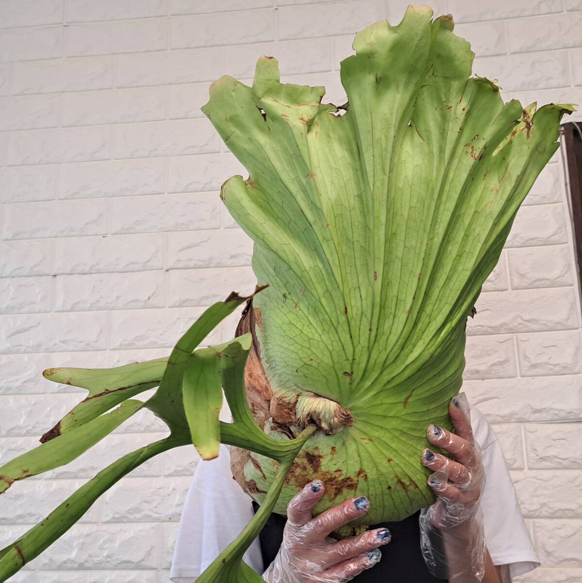 ☆輸入直後☆154XL ビカクシダ 植物（大株+）☆Platycerium coronarium (プラティケリウム コロナリウム)South Sumatera/麋角羊歯の画像6