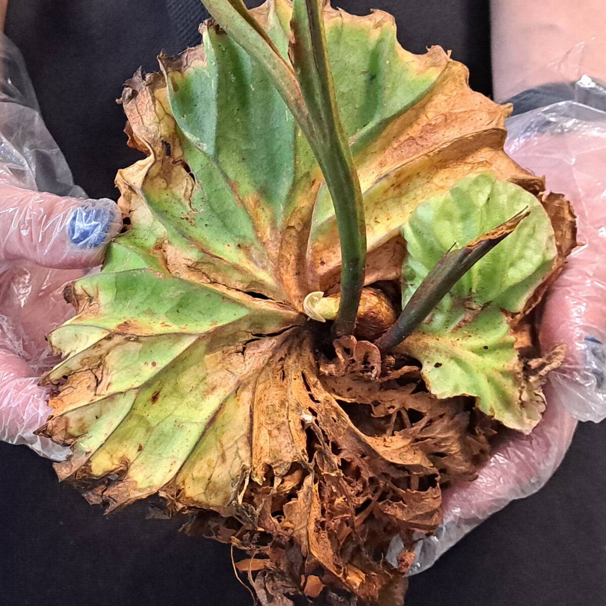 *4/5 import *104L staghorn fern plant *Platycerium ridleyi ( pra tikeliumlido Ray )Center Borneo Wild/. angle . tooth 