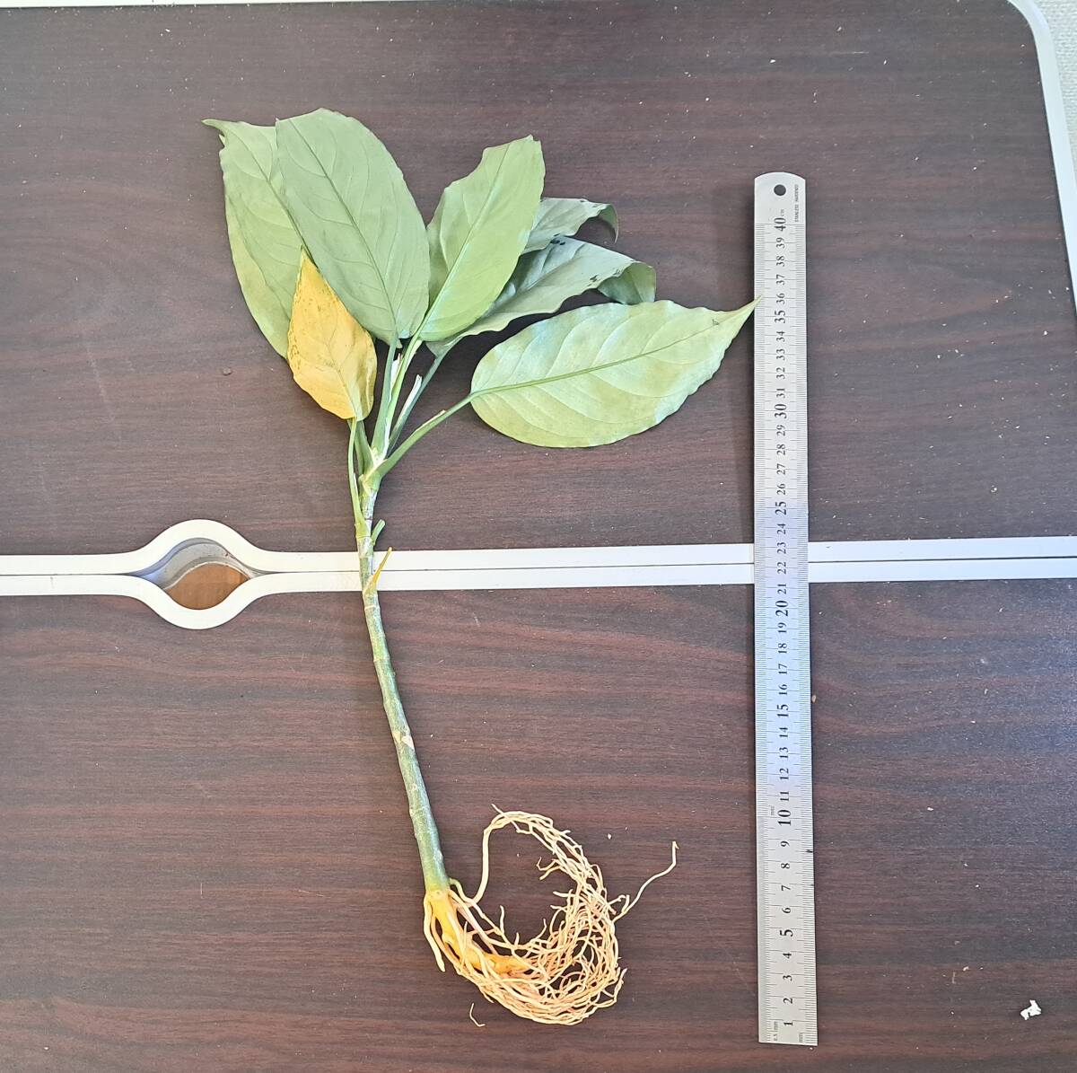 ☆輸入直後☆144 アグラオネマ 植物☆Aglaonema pictum Aceh (アグラオネマ ピクタム)Melda 熱帯植物/の画像3