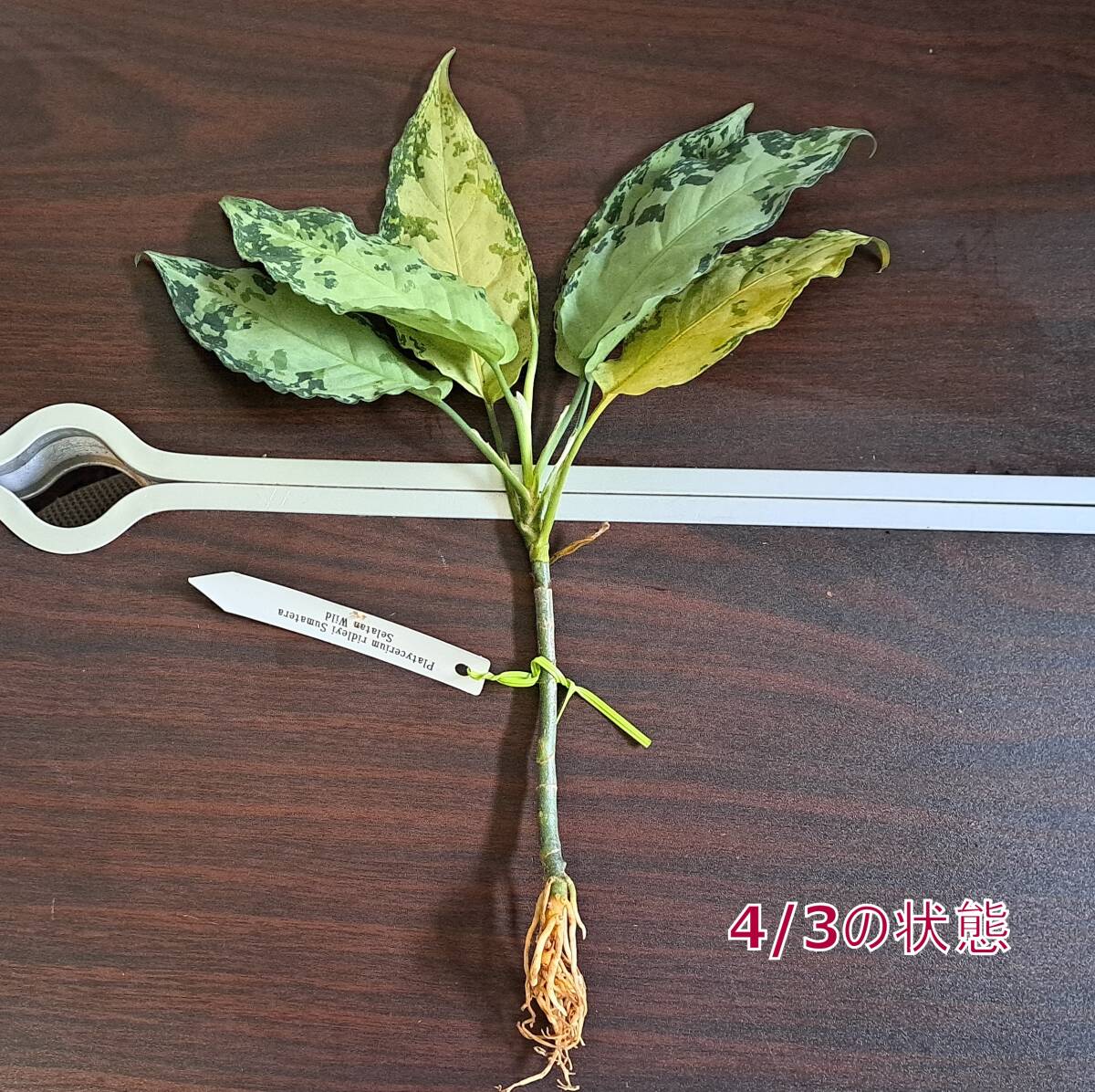 ☆輸入直後☆155 アグラオネマ 植物☆Aglaonema pictum Aceh (アグラオネマ ピクタム)Melda 熱帯植物/の画像7