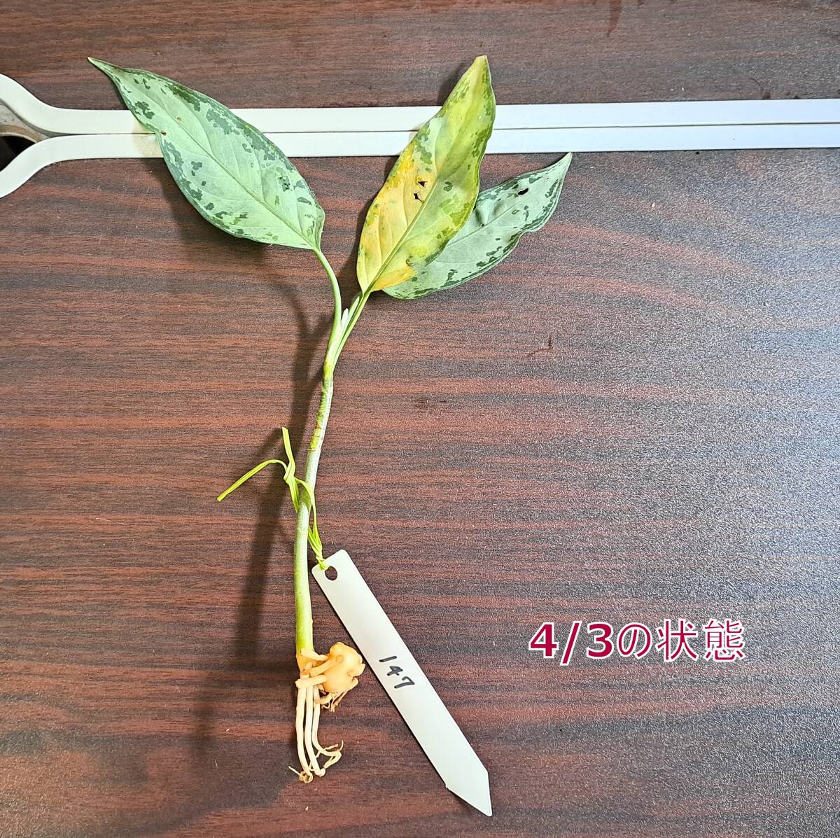 ☆輸入直後☆147 アグラオネマ 植物☆Aglaonema pictum Aceh (アグラオネマ ピクタム)Melda 熱帯植物/_画像6