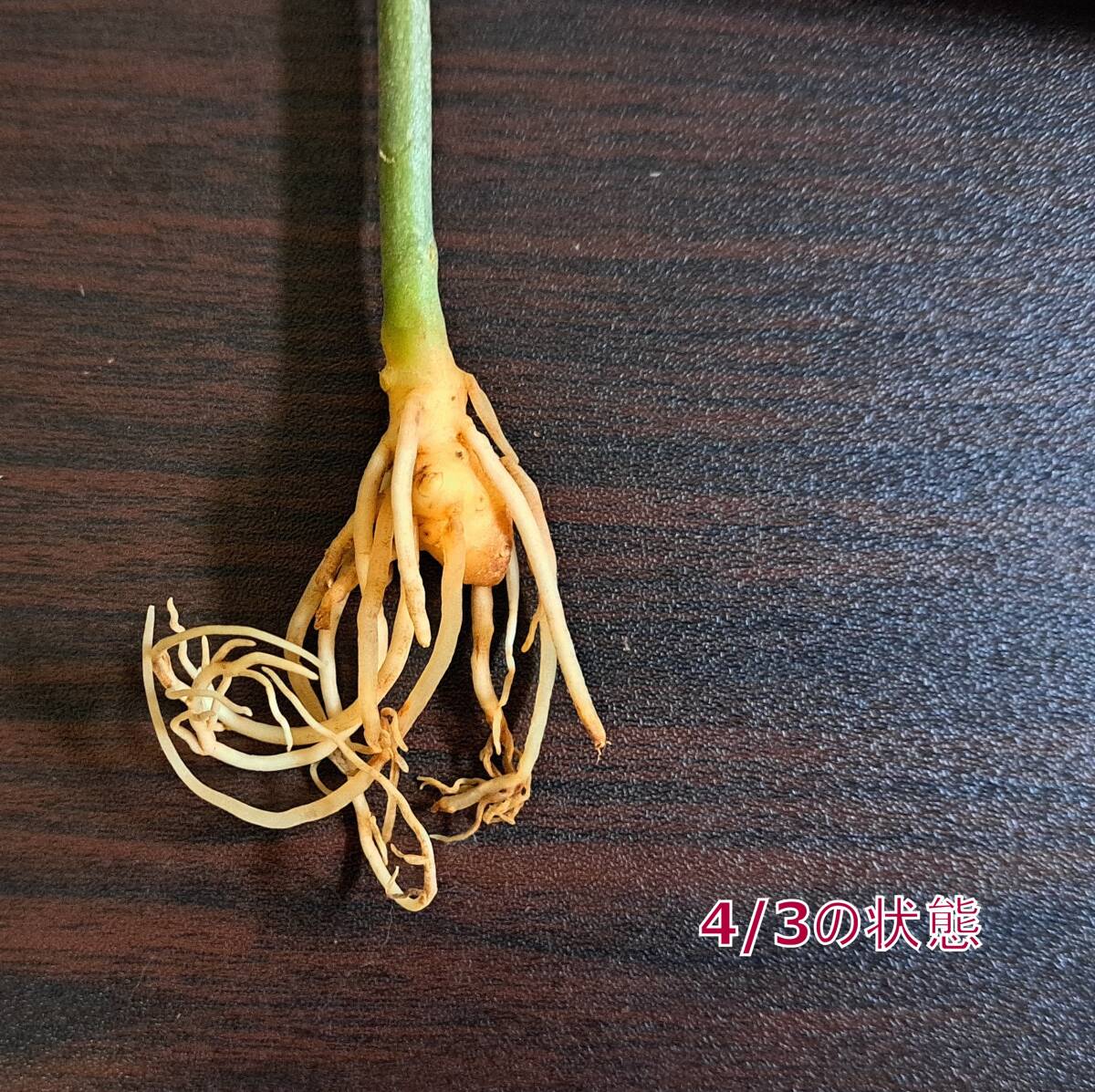 ☆輸入直後☆153 アグラオネマ 植物☆Aglaonema pictum Aceh (アグラオネマ ピクタム)Melda 熱帯植物/の画像6