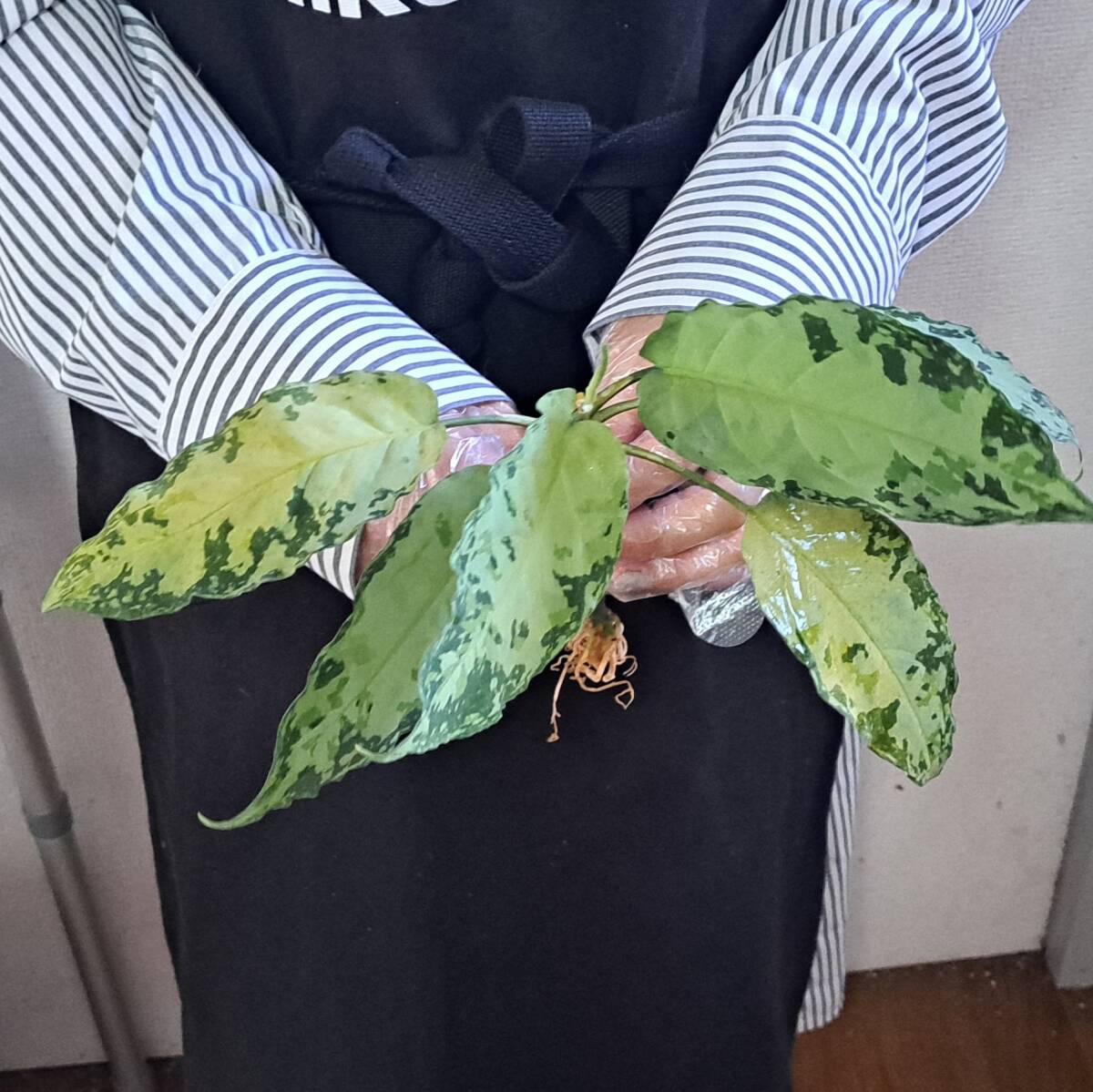 ☆輸入直後☆155 アグラオネマ 植物☆Aglaonema pictum Aceh (アグラオネマ ピクタム)Melda 熱帯植物/の画像5