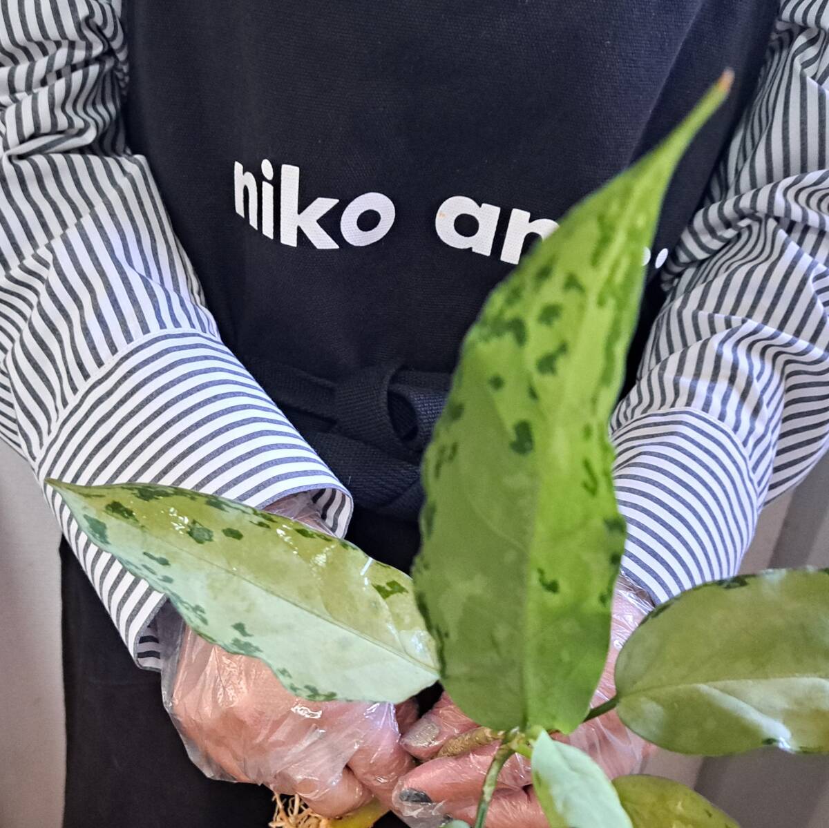 ☆輸入直後☆160 アグラオネマ 植物☆Aglaonema pictum Aceh (アグラオネマ ピクタム)Melda 熱帯植物/の画像6