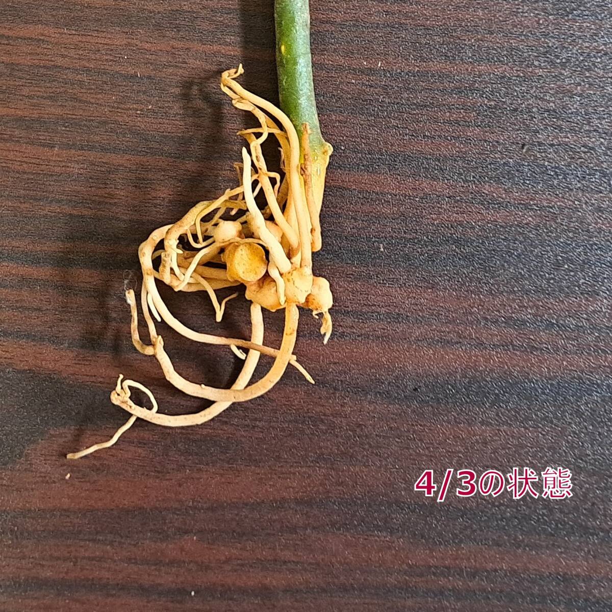 ☆輸入直後☆145 アグラオネマ 植物☆Aglaonema pictum Aceh (アグラオネマ ピクタム)Melda 熱帯植物/の画像7
