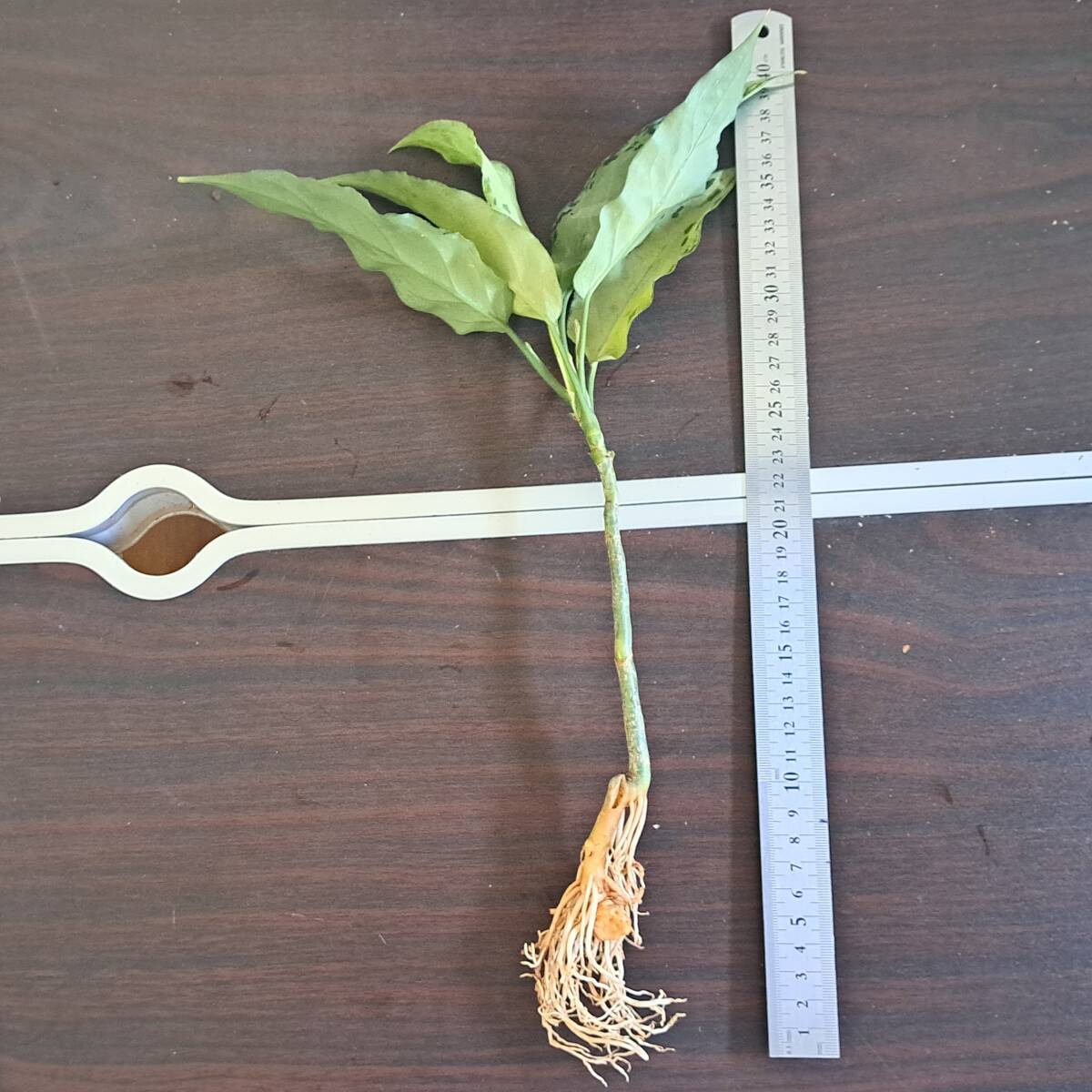 ☆輸入直後☆160 アグラオネマ 植物☆Aglaonema pictum Aceh (アグラオネマ ピクタム)Melda 熱帯植物/の画像3