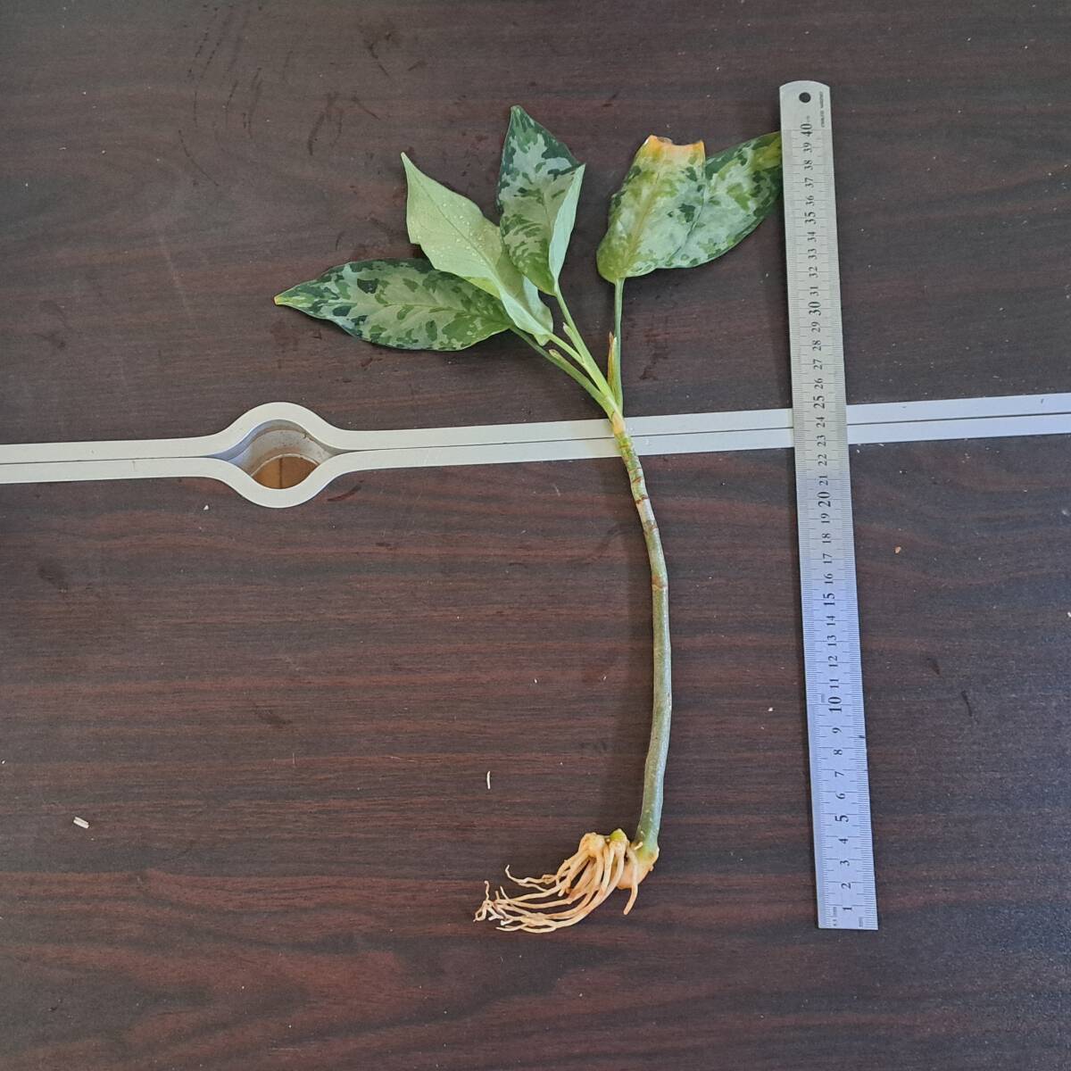 ☆輸入直後☆167 アグラオネマ 植物☆Aglaonema pictum Aceh (アグラオネマ ピクタム)Melda 熱帯植物/の画像2