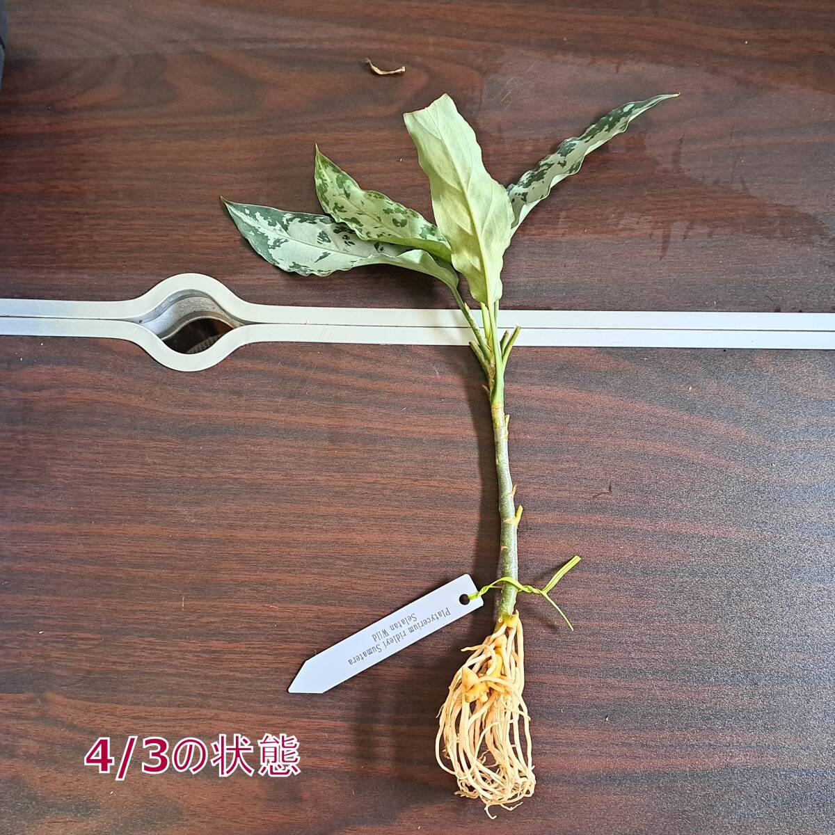 ☆輸入直後☆148 アグラオネマ 植物☆Aglaonema pictum Aceh (アグラオネマ ピクタム)Melda 熱帯植物/_画像6