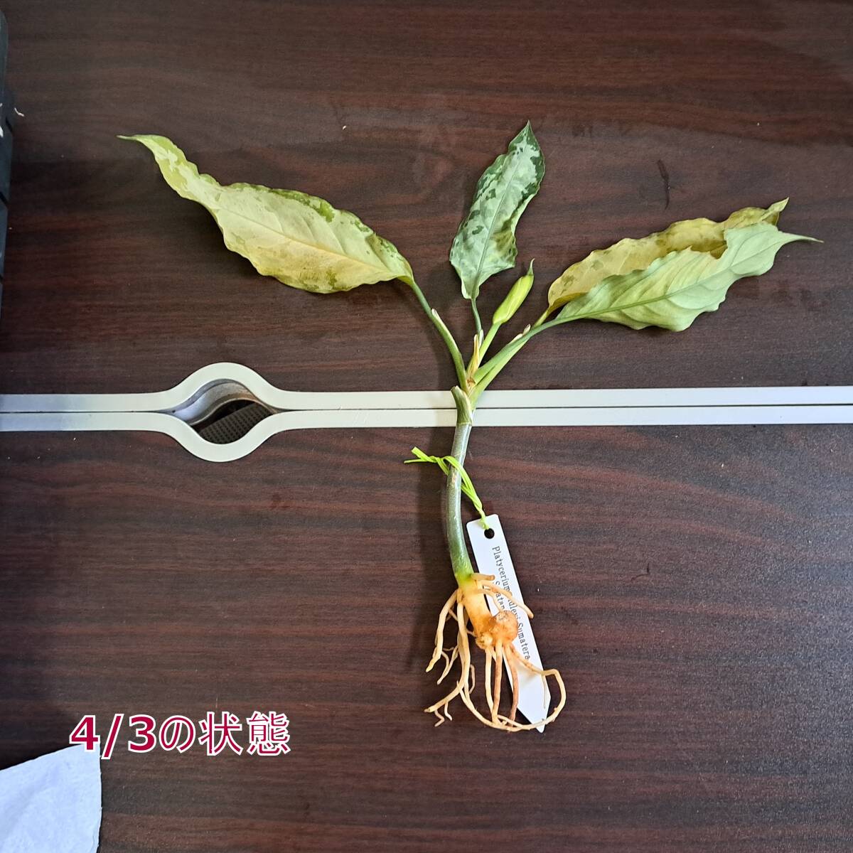 ☆輸入直後☆163 アグラオネマ 植物☆Aglaonema pictum Aceh (アグラオネマ ピクタム)Melda 熱帯植物/の画像8